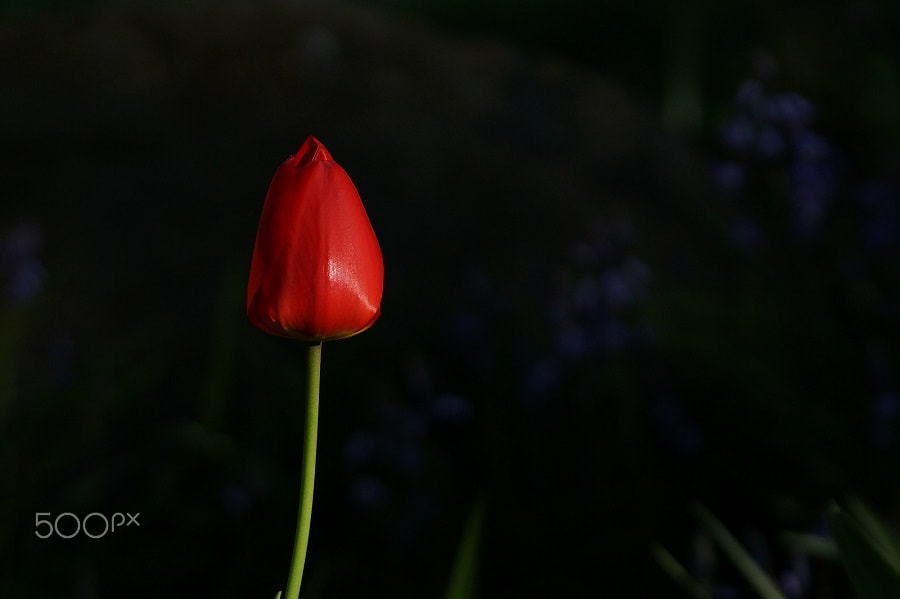 Sony SLT-A77 + Tamron Lens (255) sample photo. Tulip photography