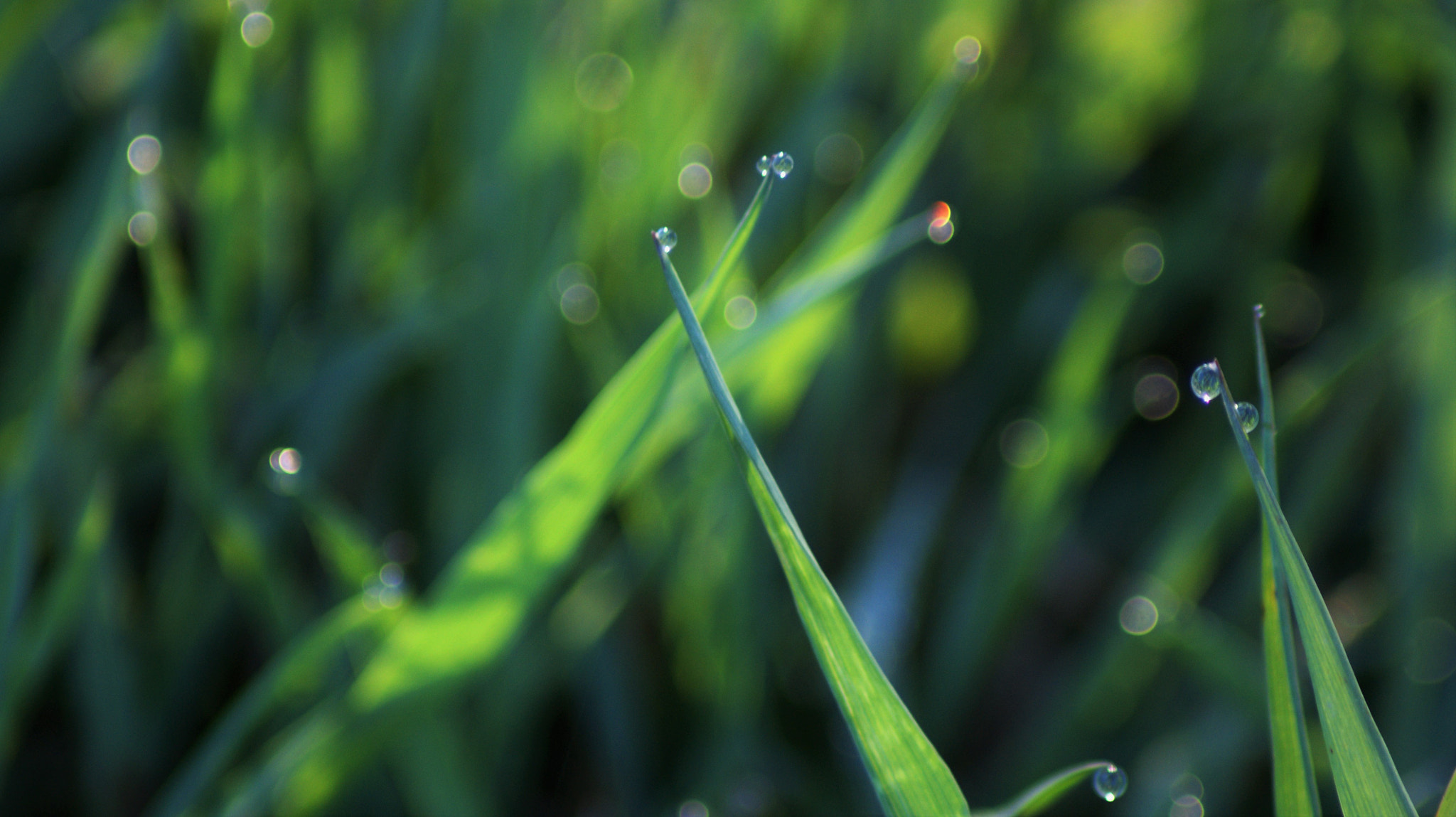 Sony Alpha DSLR-A350 + Tamron Lens (255) sample photo. Dew photography