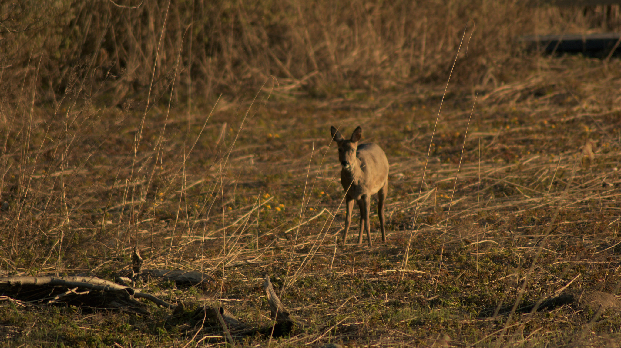 Sony Alpha DSLR-A350 + Tamron Lens (255) sample photo. Deer photography