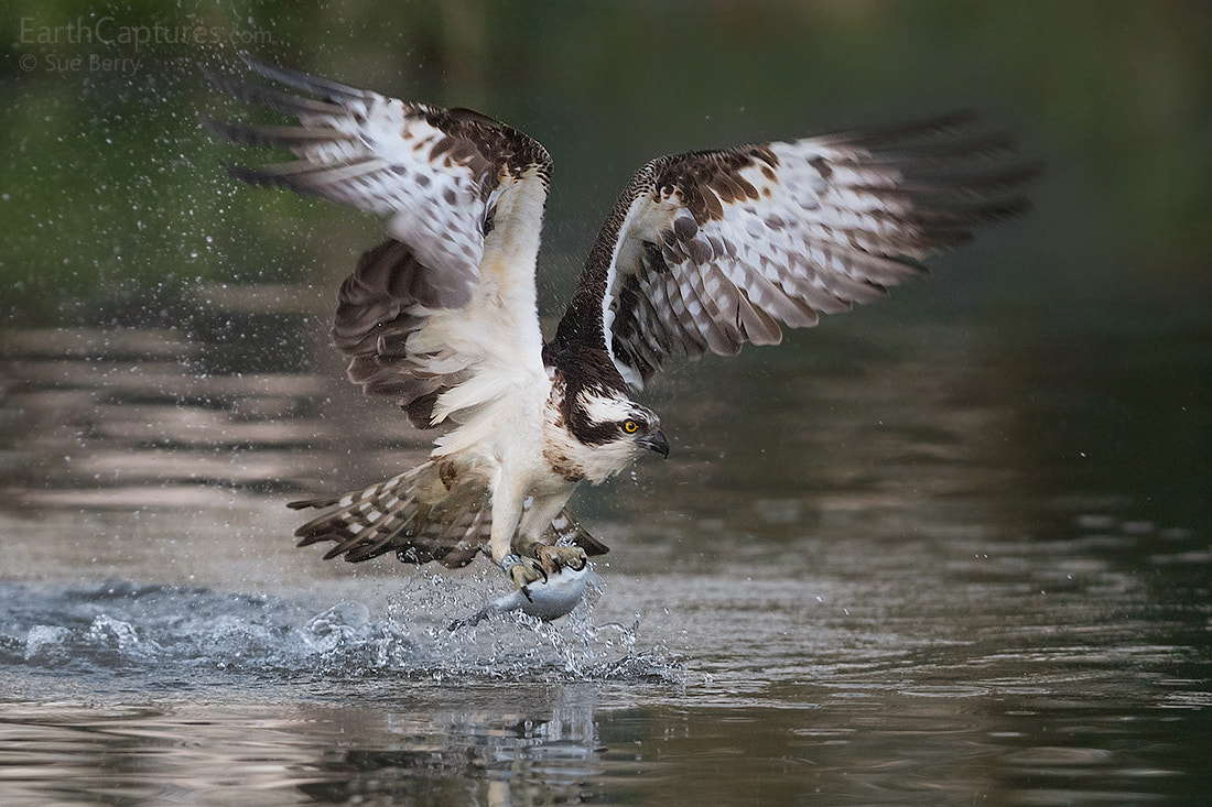 Canon EF 300mm F2.8L IS USM sample photo. Osprey with fish photography