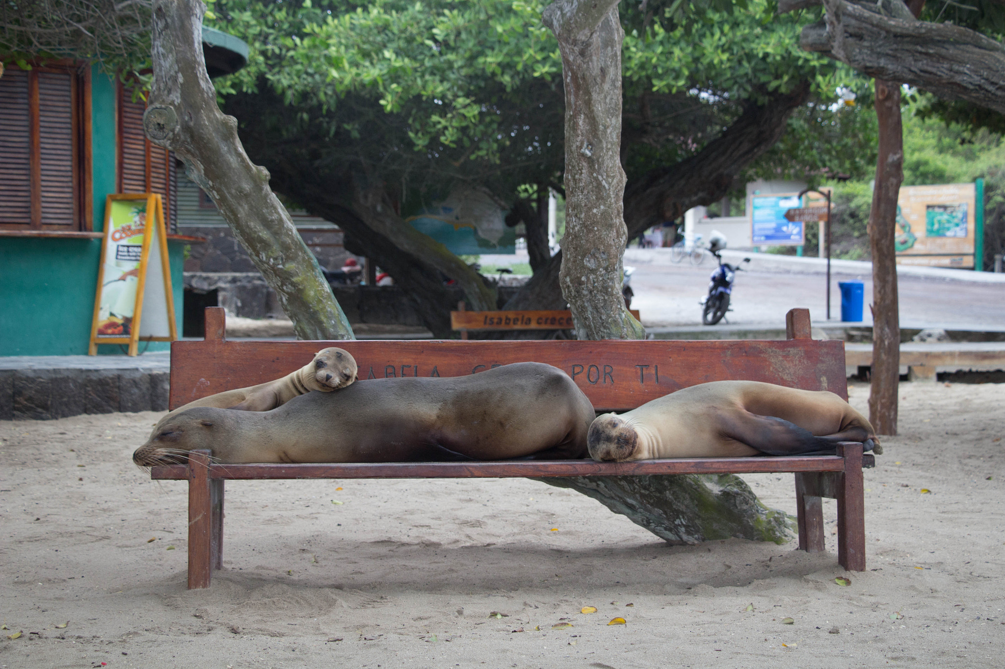 Canon EF-S 18-135mm F3.5-5.6 IS STM sample photo. Lazy sea lion family photography