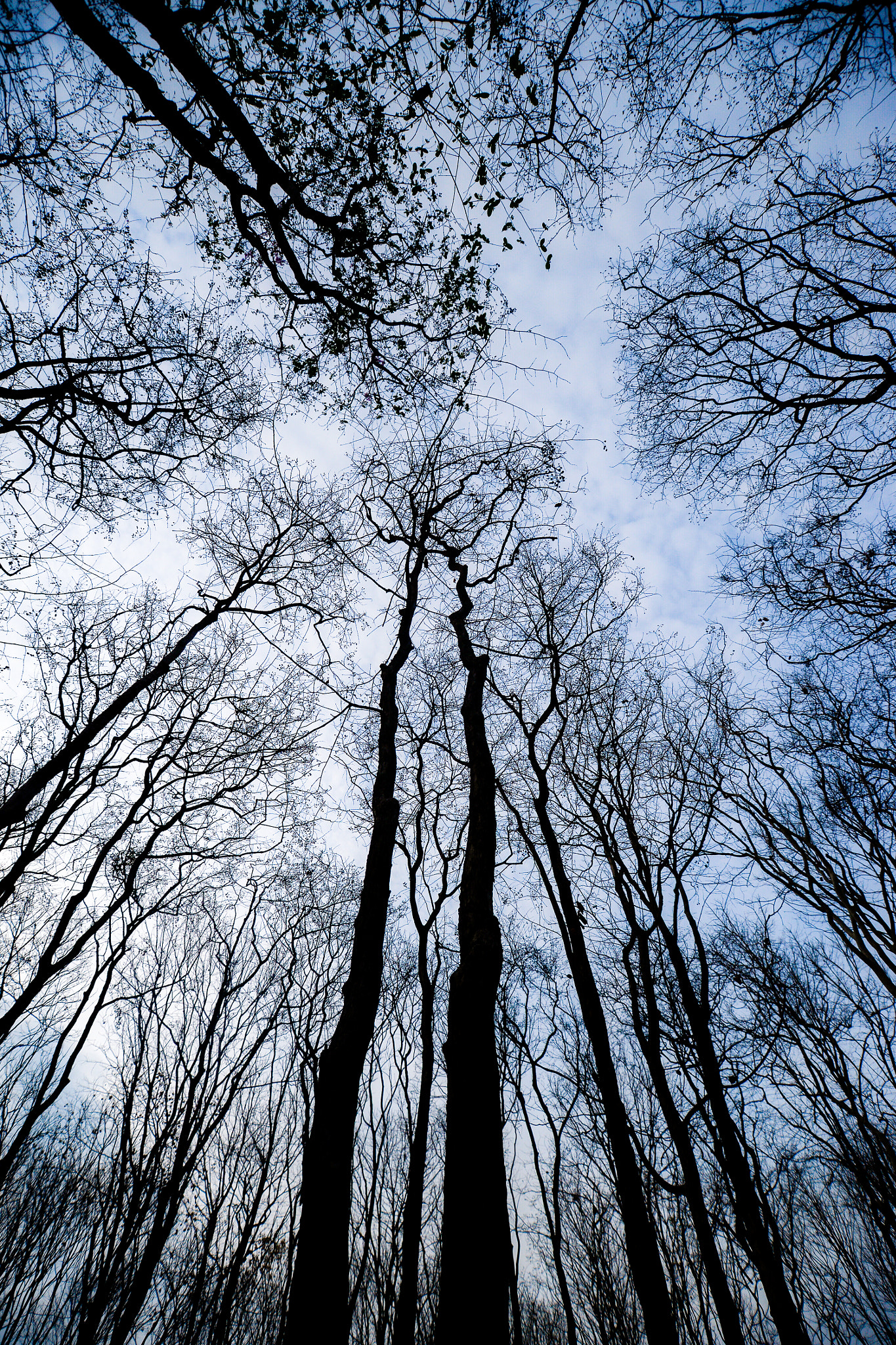 Nikon D600 + Sigma 17-35mm F2.8-4 EX Aspherical sample photo. Leafless photography