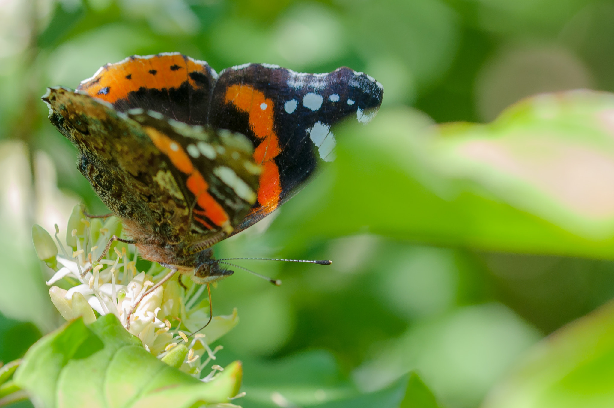 Sigma 105mm F2.8 EX DG OS HSM sample photo. Farfalla photography