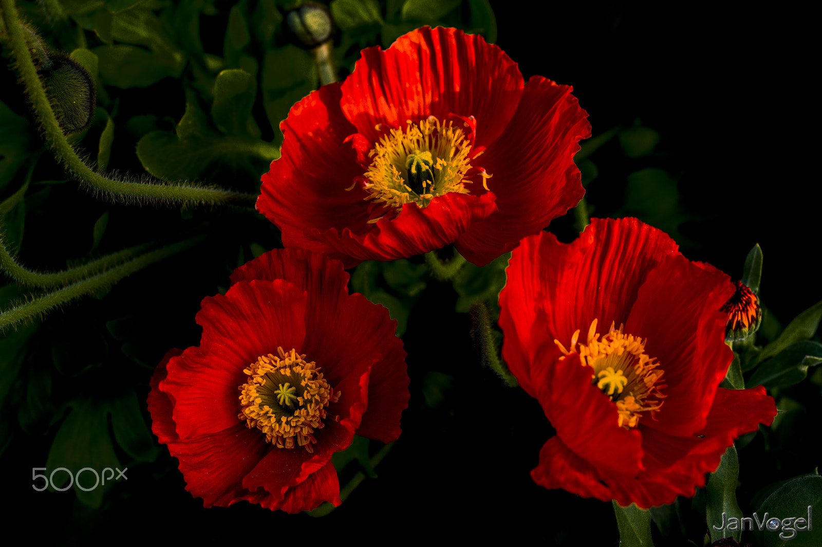 Nikon D3200 + AF Nikkor 50mm f/1.8 sample photo. Red photography