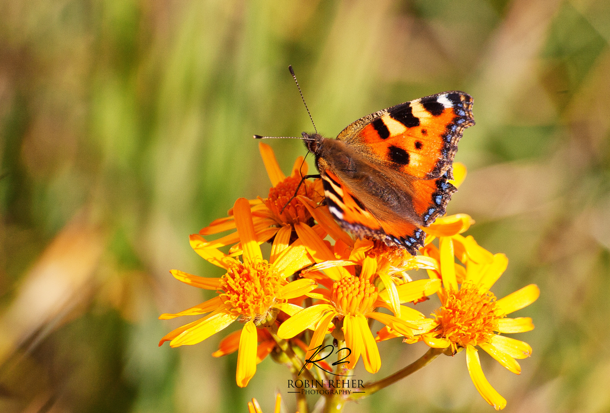 Sigma 70-300mm F4-5.6 APO DG Macro sample photo. Butterfly effect photography