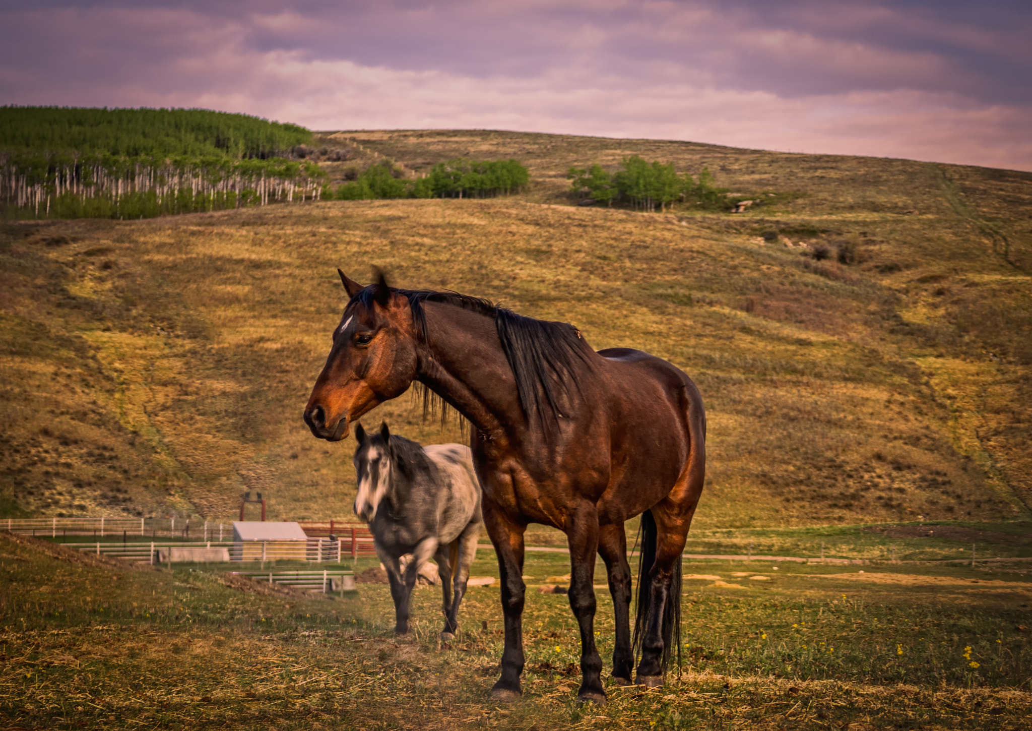 Panasonic Lumix G X Vario 35-100mm F2.8 OIS sample photo. Horses in a field photography