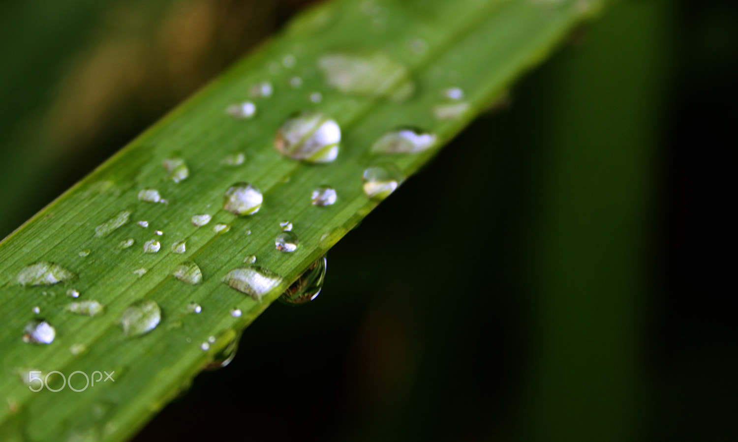Canon EF-S 18-55mm F3.5-5.6 sample photo. Raindrop photography