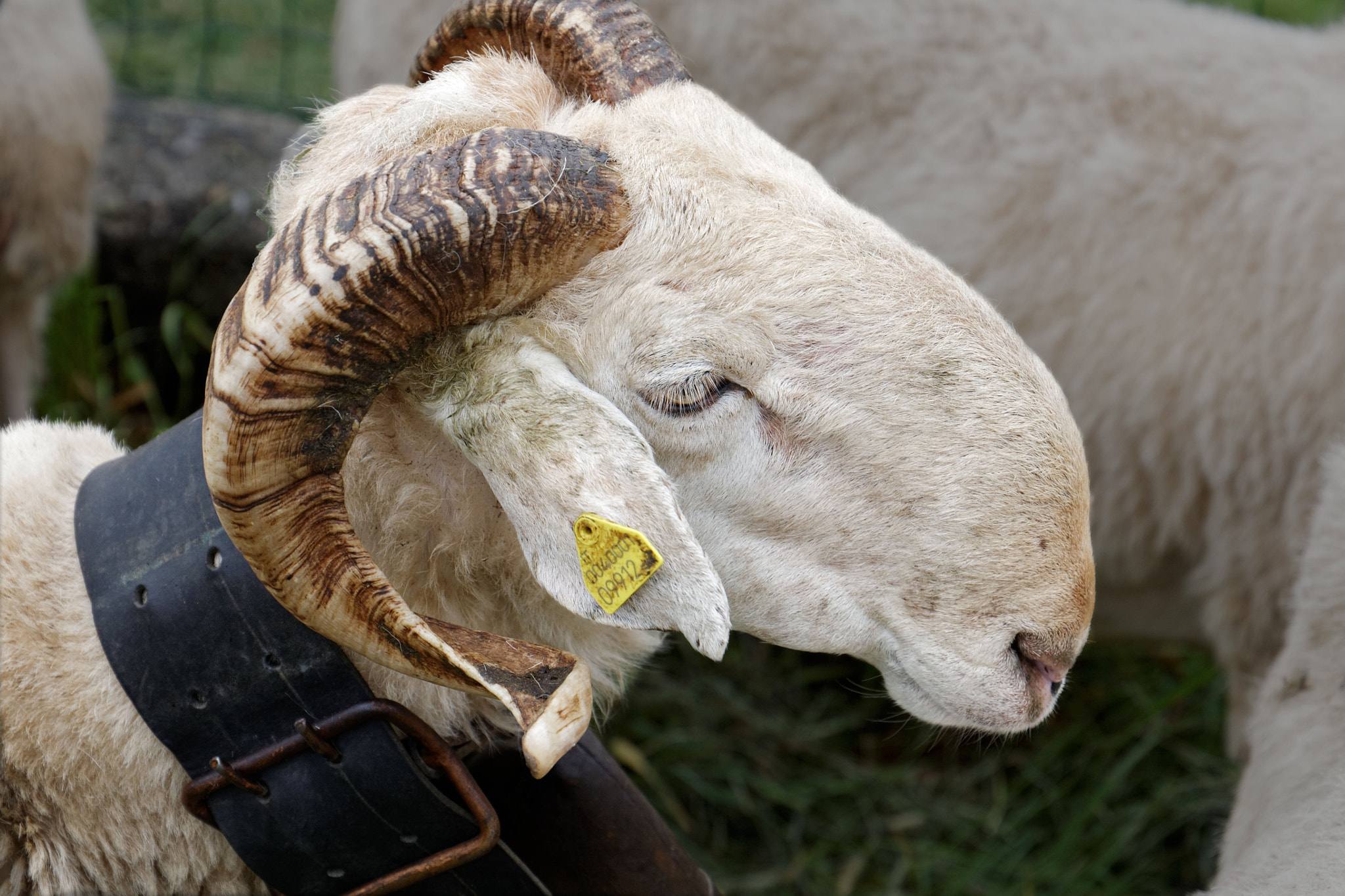 Canon EF 24-105mm F3.5-5.6 IS STM sample photo. Charlie have an enormous nose... photography