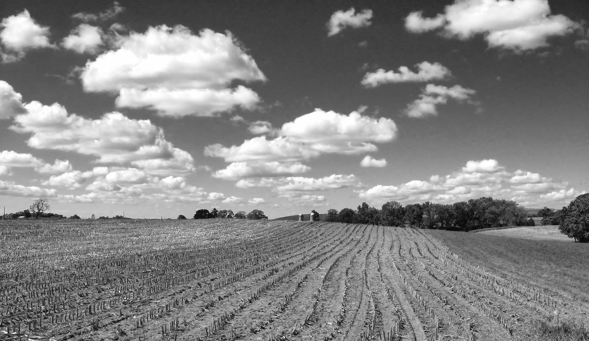 Canon POWERSHOT A540 sample photo. Cotton balls photography