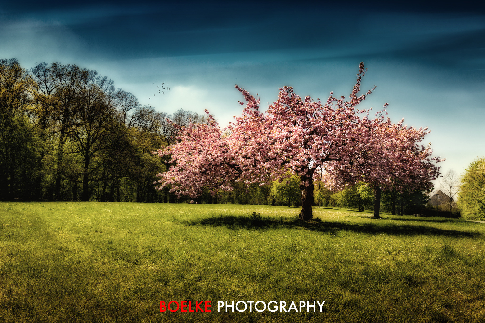 Canon EOS-1Ds Mark III + Sigma 24-105mm f/4 DG OS HSM | A sample photo. Dream tree photography