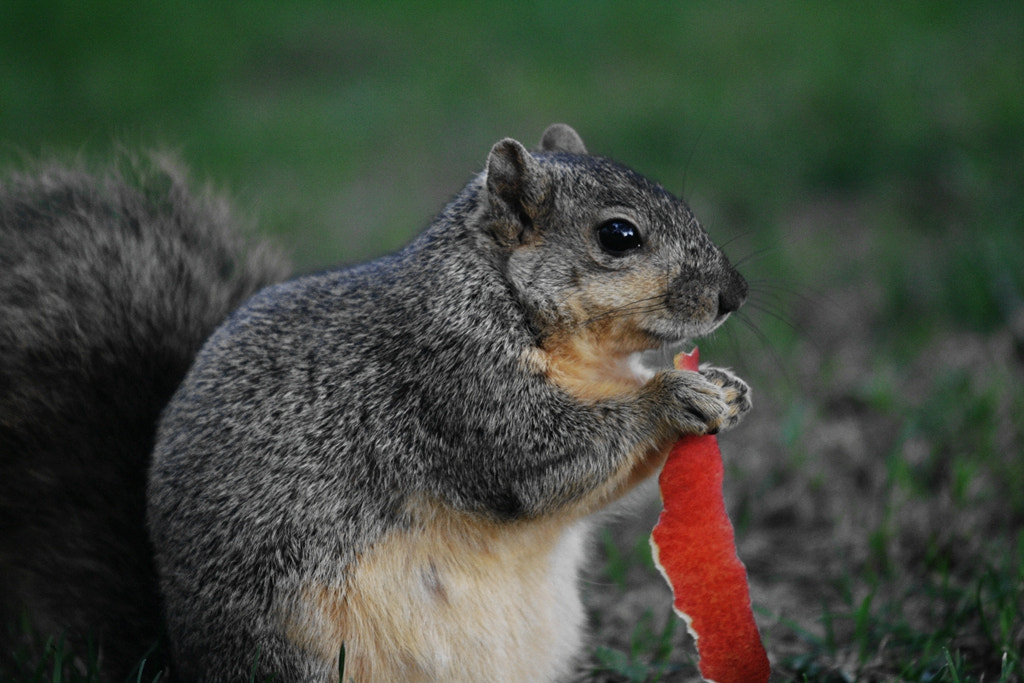 Canon EOS 400D (EOS Digital Rebel XTi / EOS Kiss Digital X) sample photo. A squirrel eating apple photography