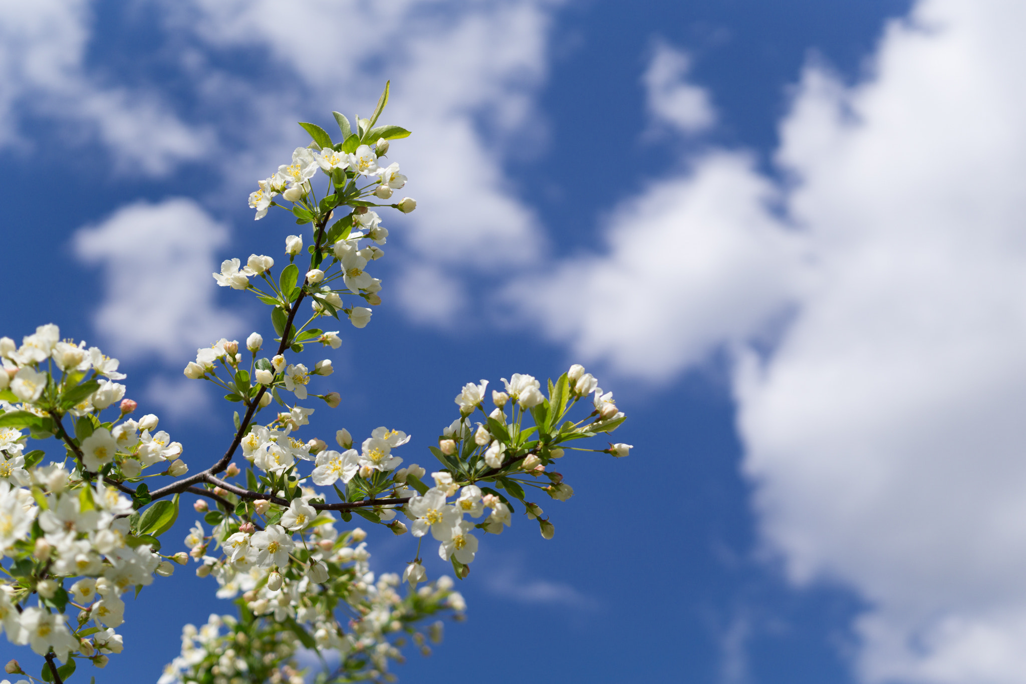 Sigma 30mm F2.8 EX DN sample photo. Blue sky photography