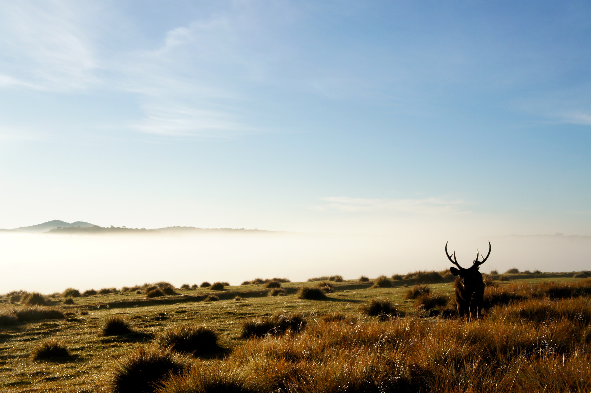 Sony Alpha NEX-C3 sample photo. Horton plains deer photography