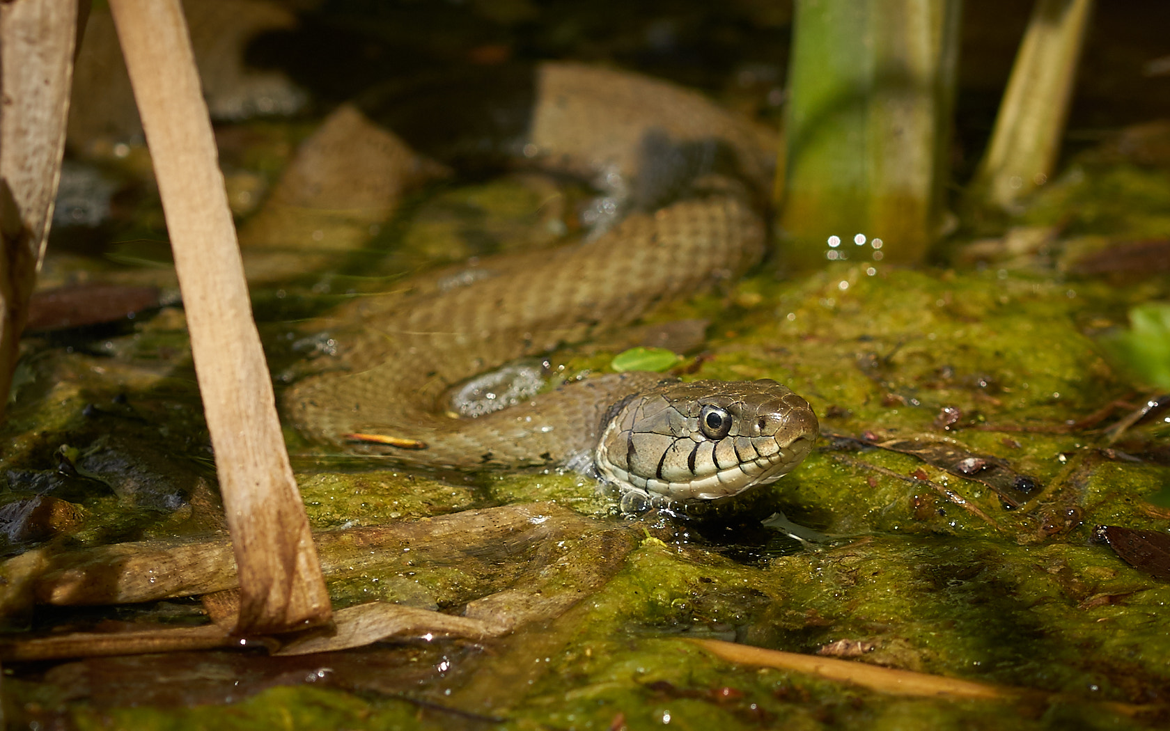 Sony a7 II + 105mm F2.8 sample photo. Snake photography