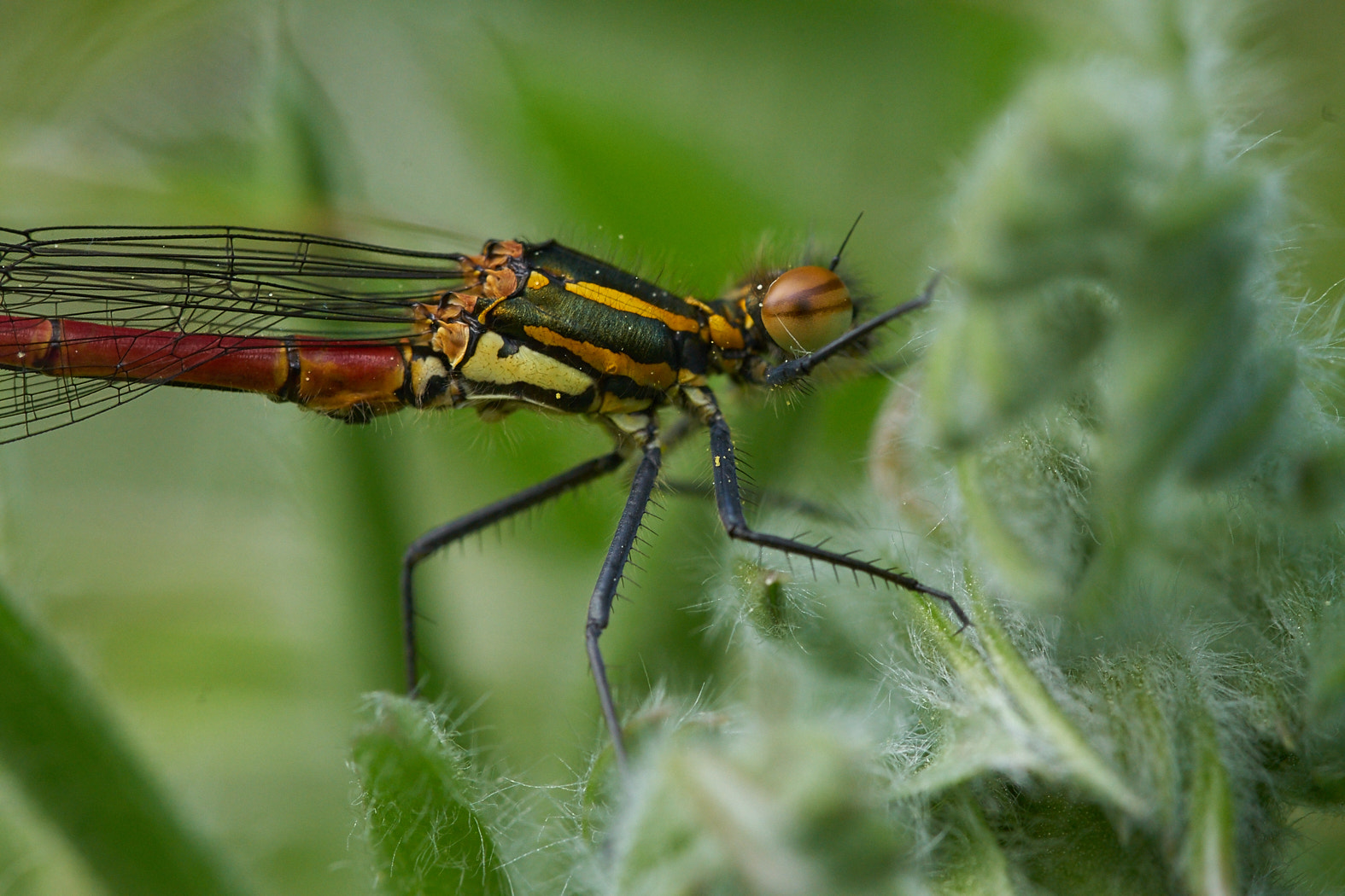 Sony a7 II + 105mm F2.8 sample photo. Dragonfly photography