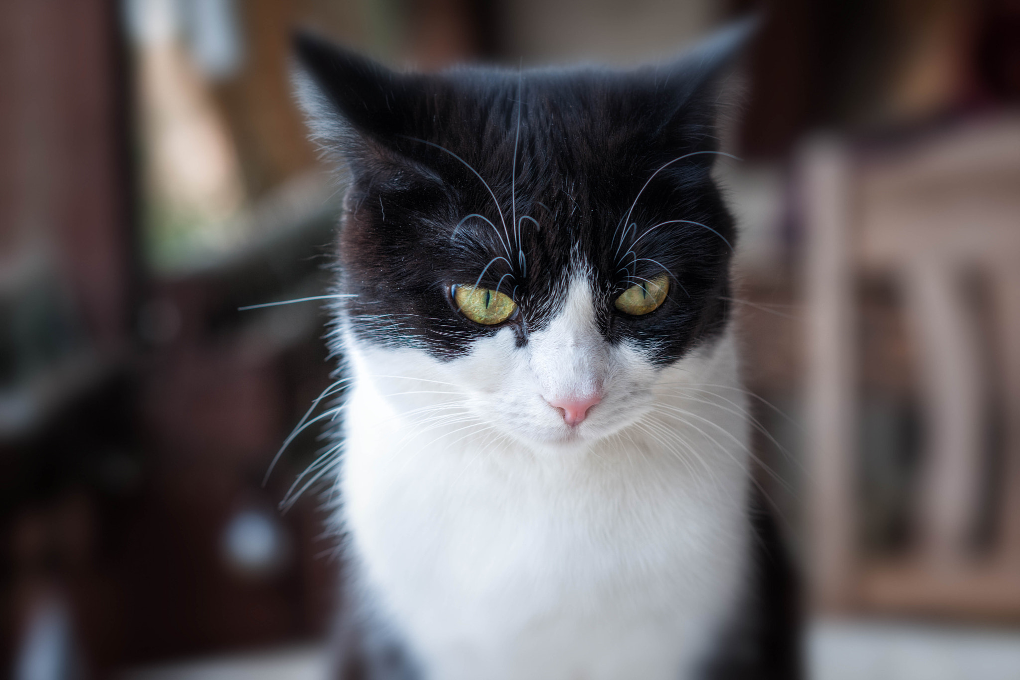 Nikon D3X + Nikon AF Nikkor 105mm F2D DC sample photo. Princess lizzy - strongest bond photography