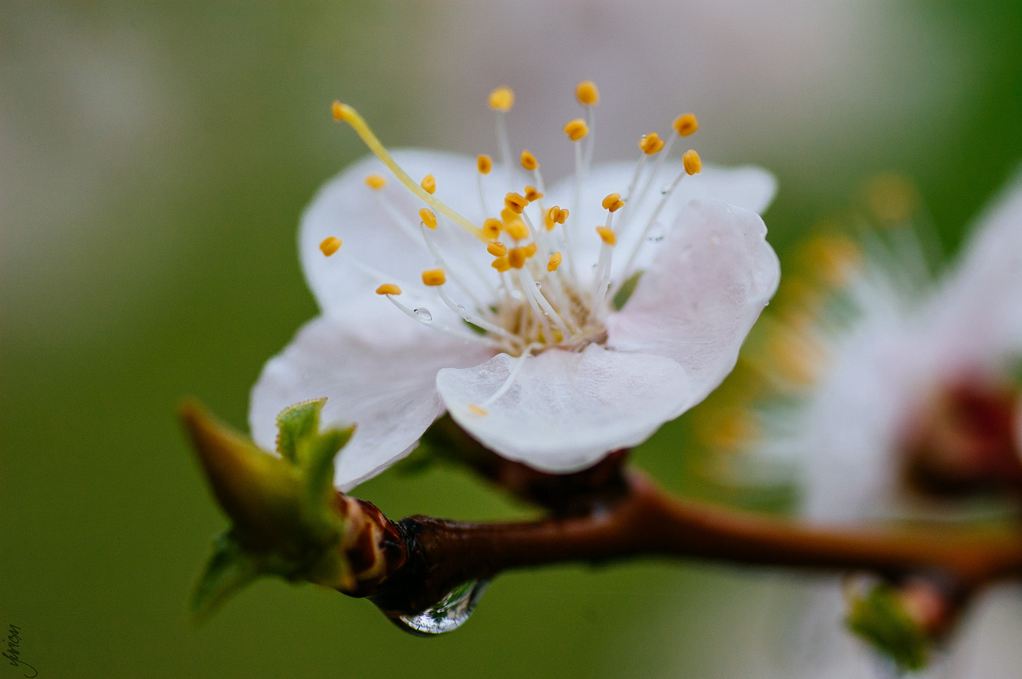 Nikon D50 sample photo. Spring 2016 photography