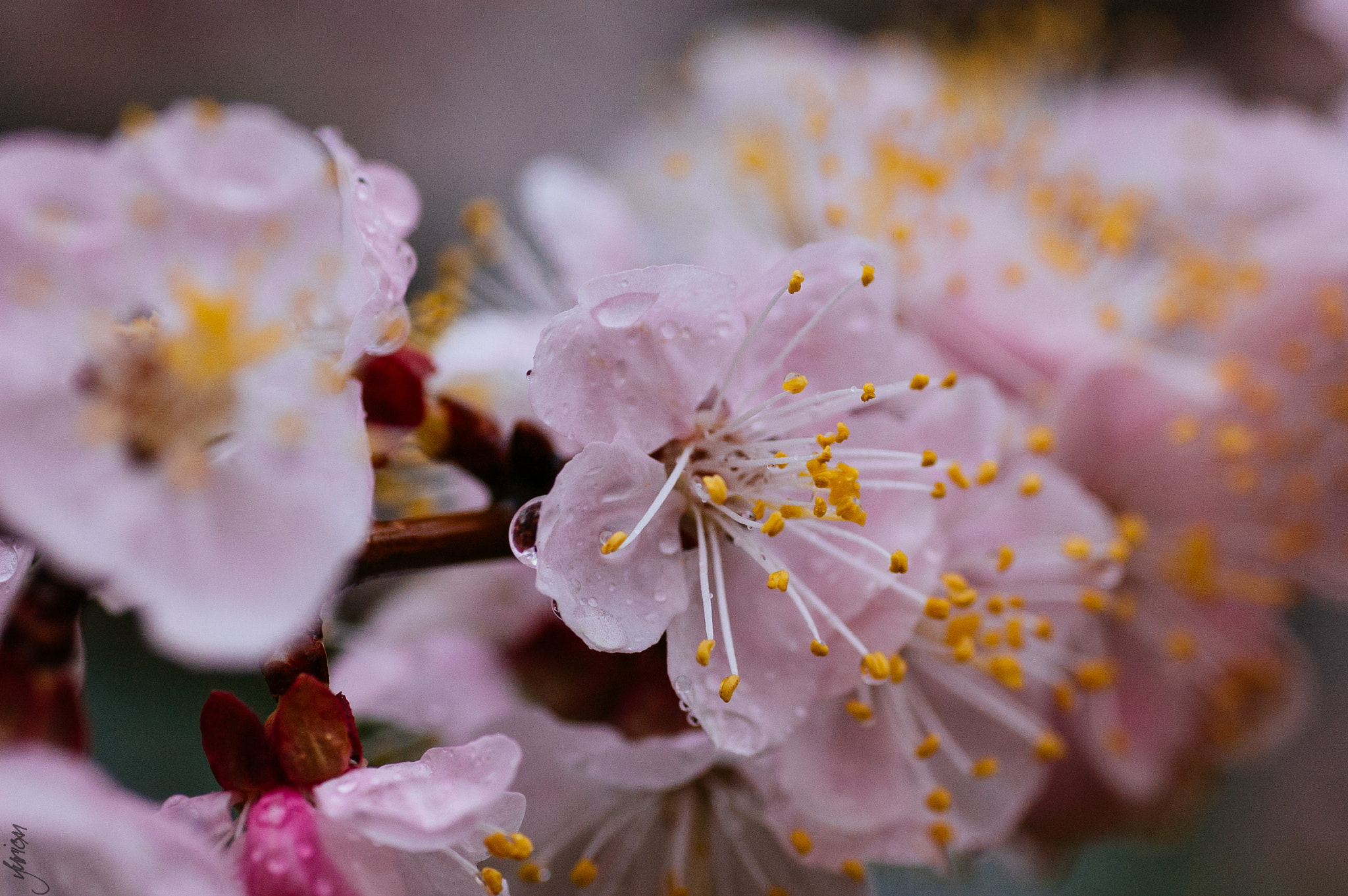 Nikon D50 sample photo. Spring 2016 photography