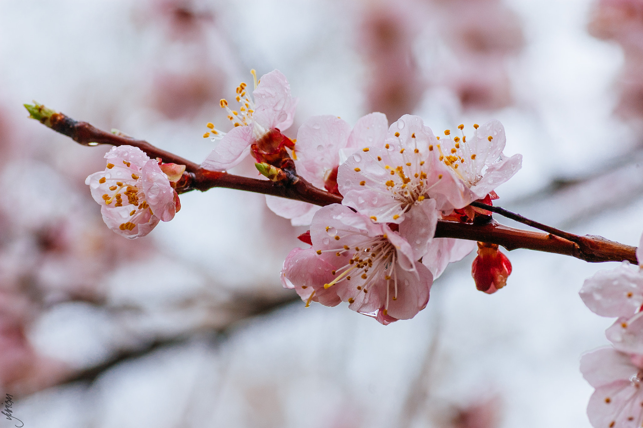 Nikon D50 sample photo. Spring 2016 photography
