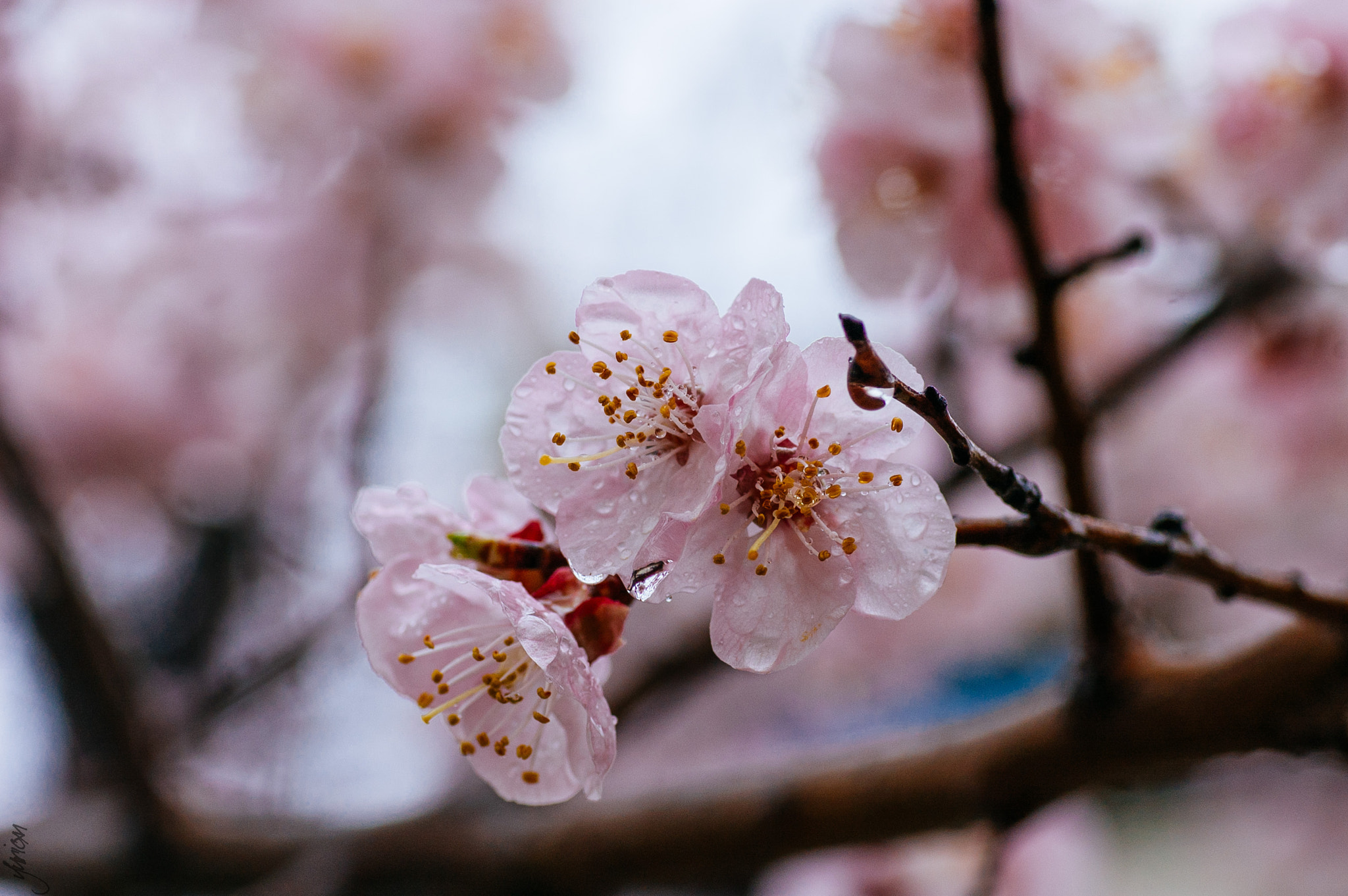 Nikon D50 sample photo. Spring 2016 photography
