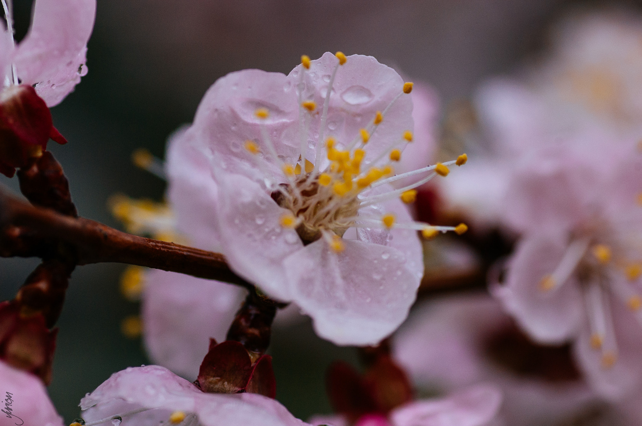 Nikon D50 sample photo. Spring 2016 photography