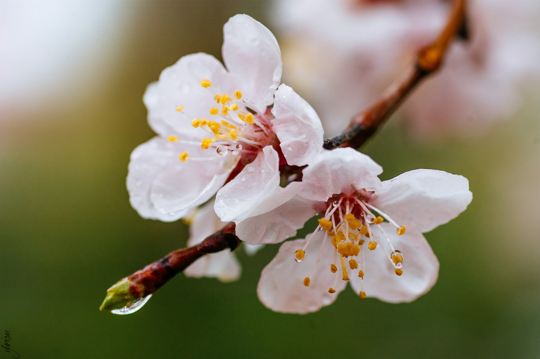 Nikon D50 sample photo. Spring 2016 photography