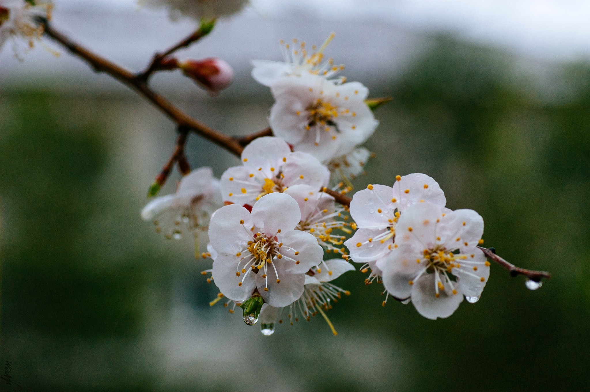 Nikon D50 sample photo. Spring 2016 photography