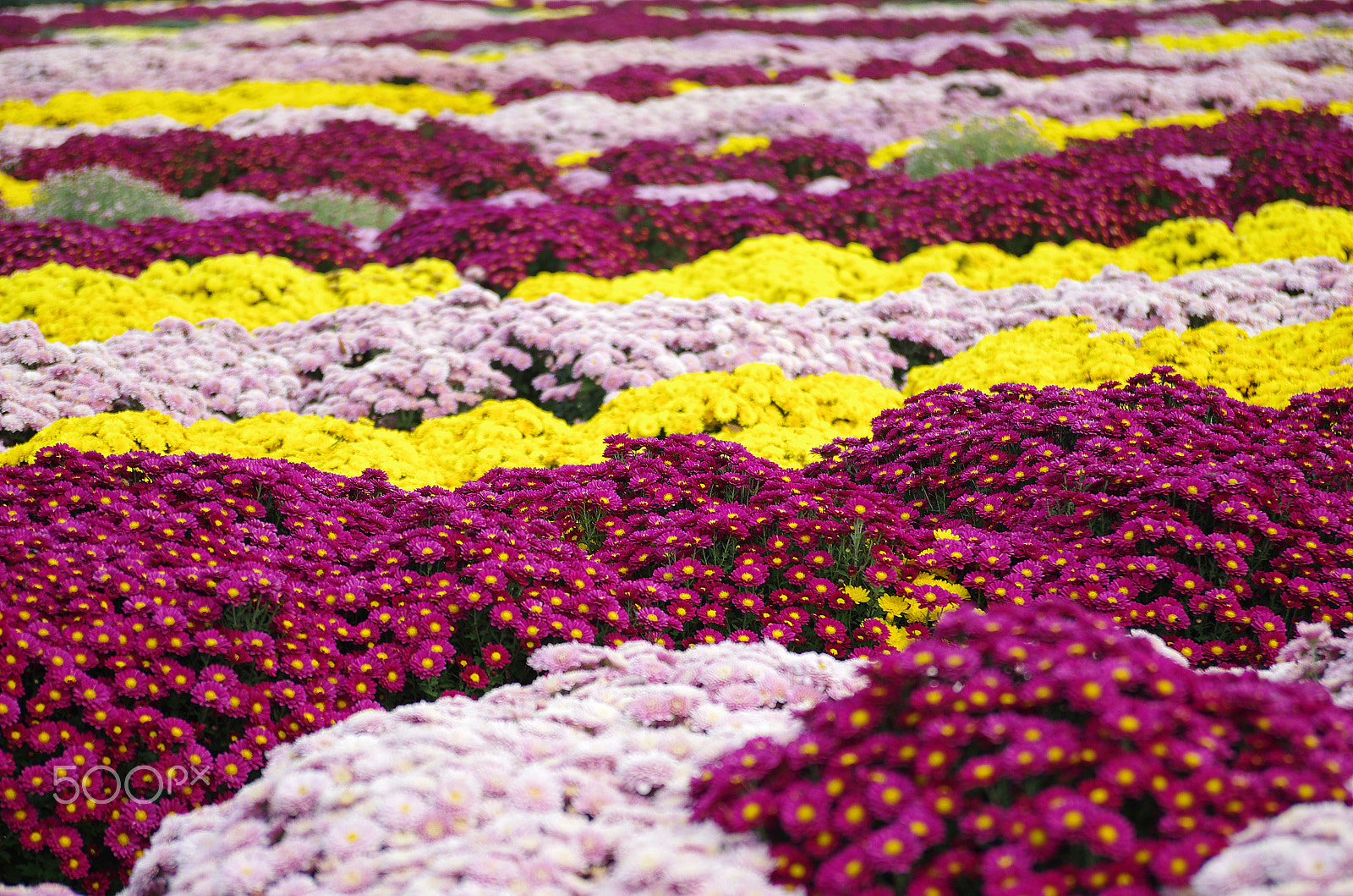 Pentax smc DA 17-70mm F4.0 AL (IF) SDM sample photo. Flower garden photography