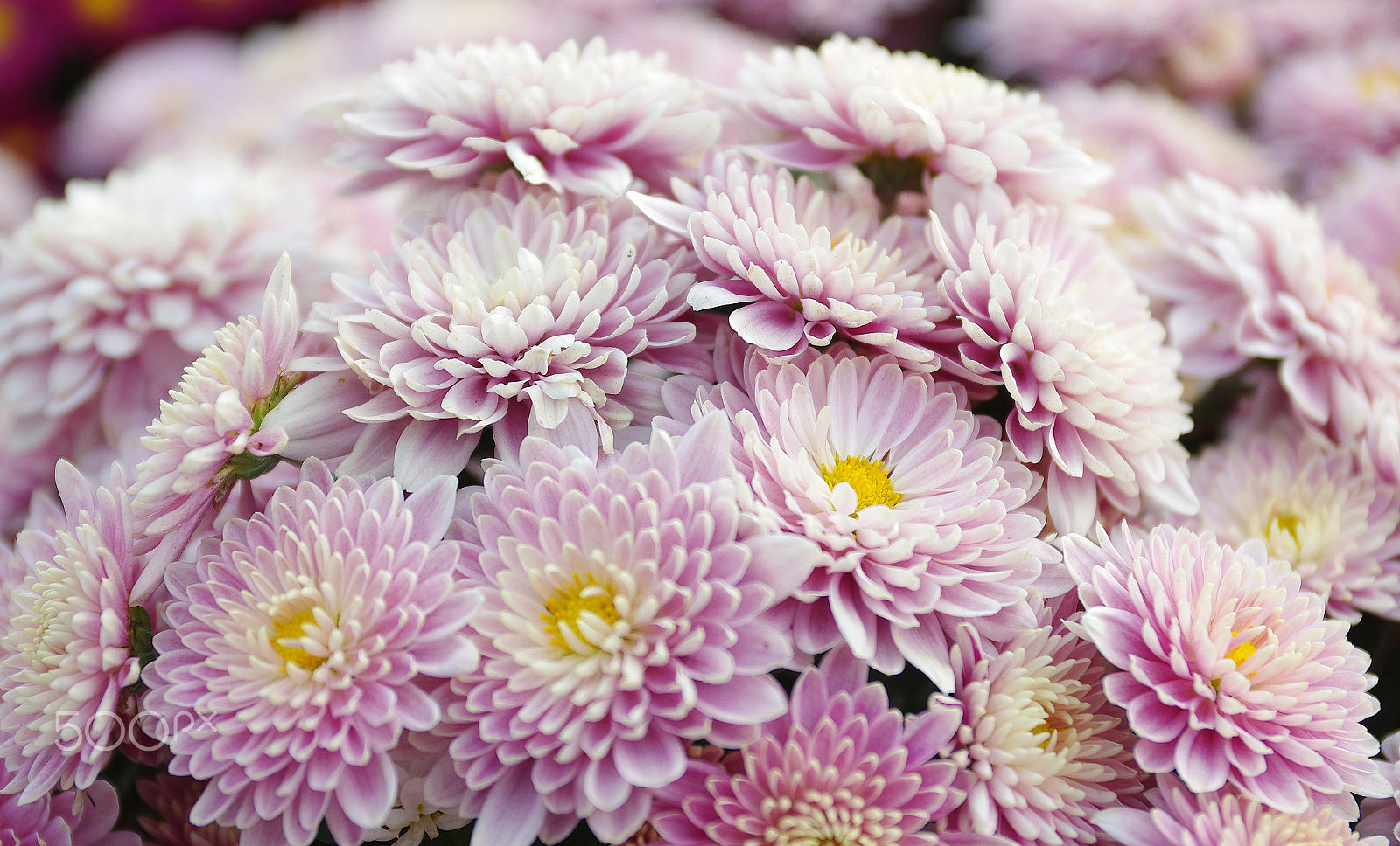 Pentax smc DA 17-70mm F4.0 AL (IF) SDM sample photo. Daisies photography