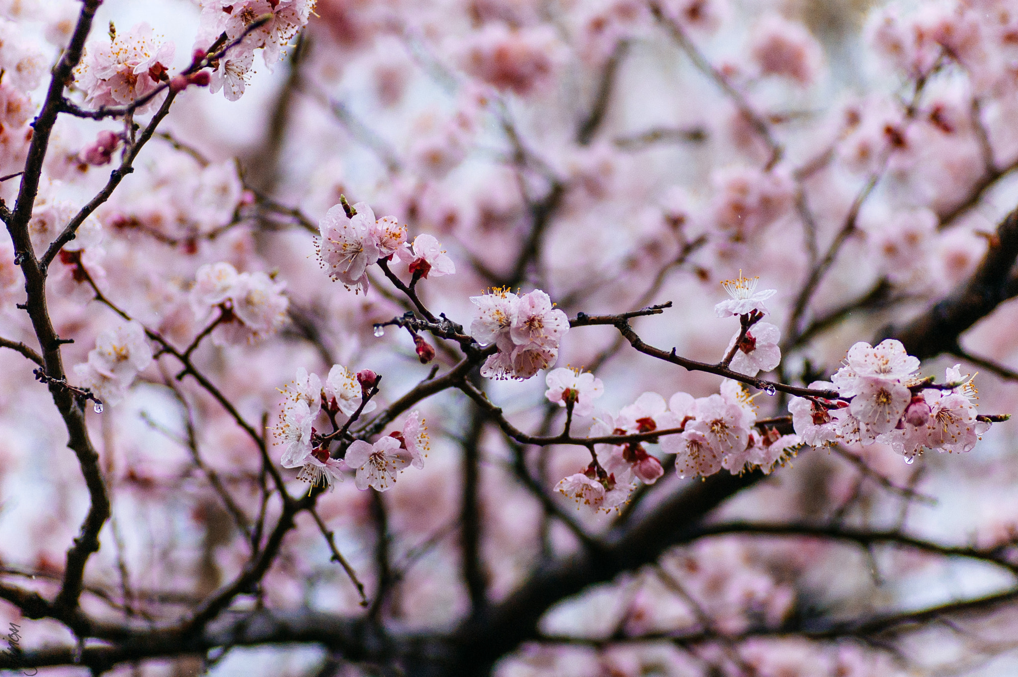 Nikon D50 sample photo. Spring 2016 photography