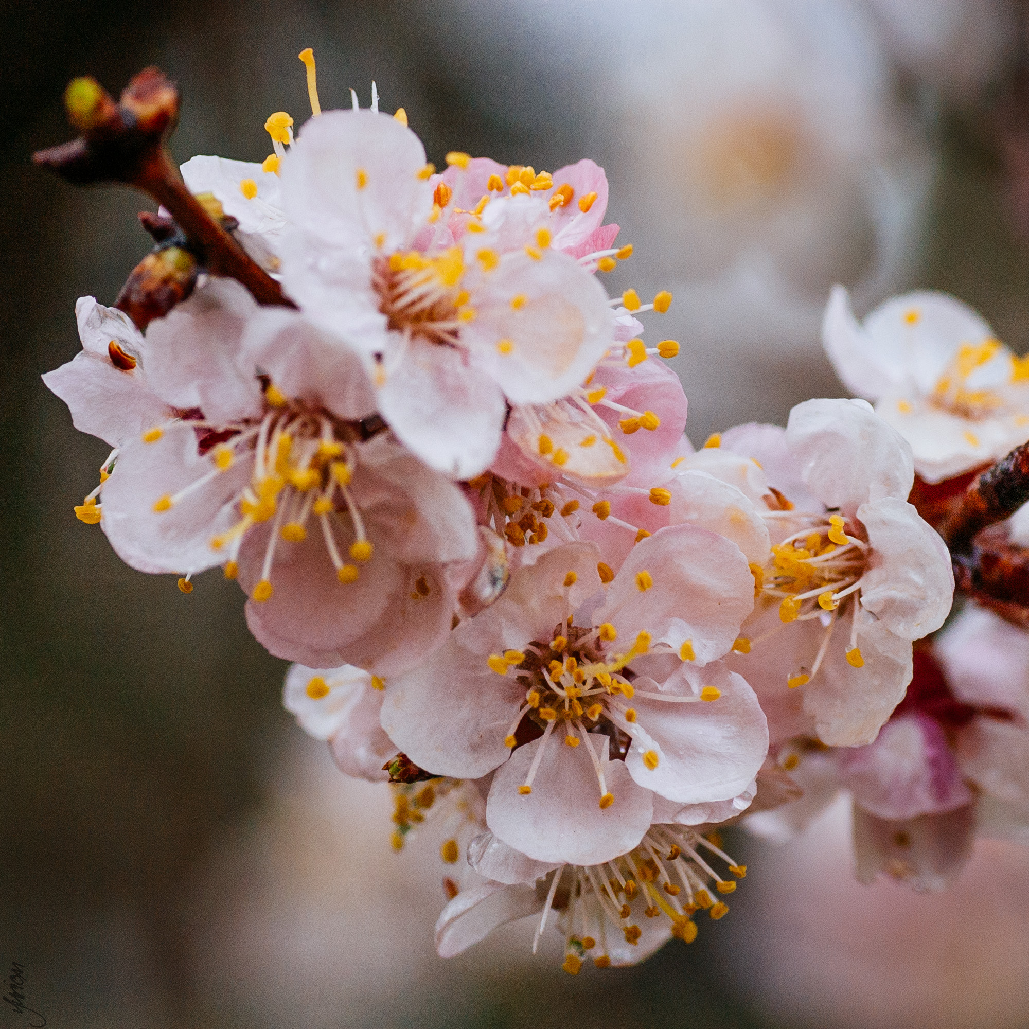 Nikon D50 sample photo. Spring 2016 photography
