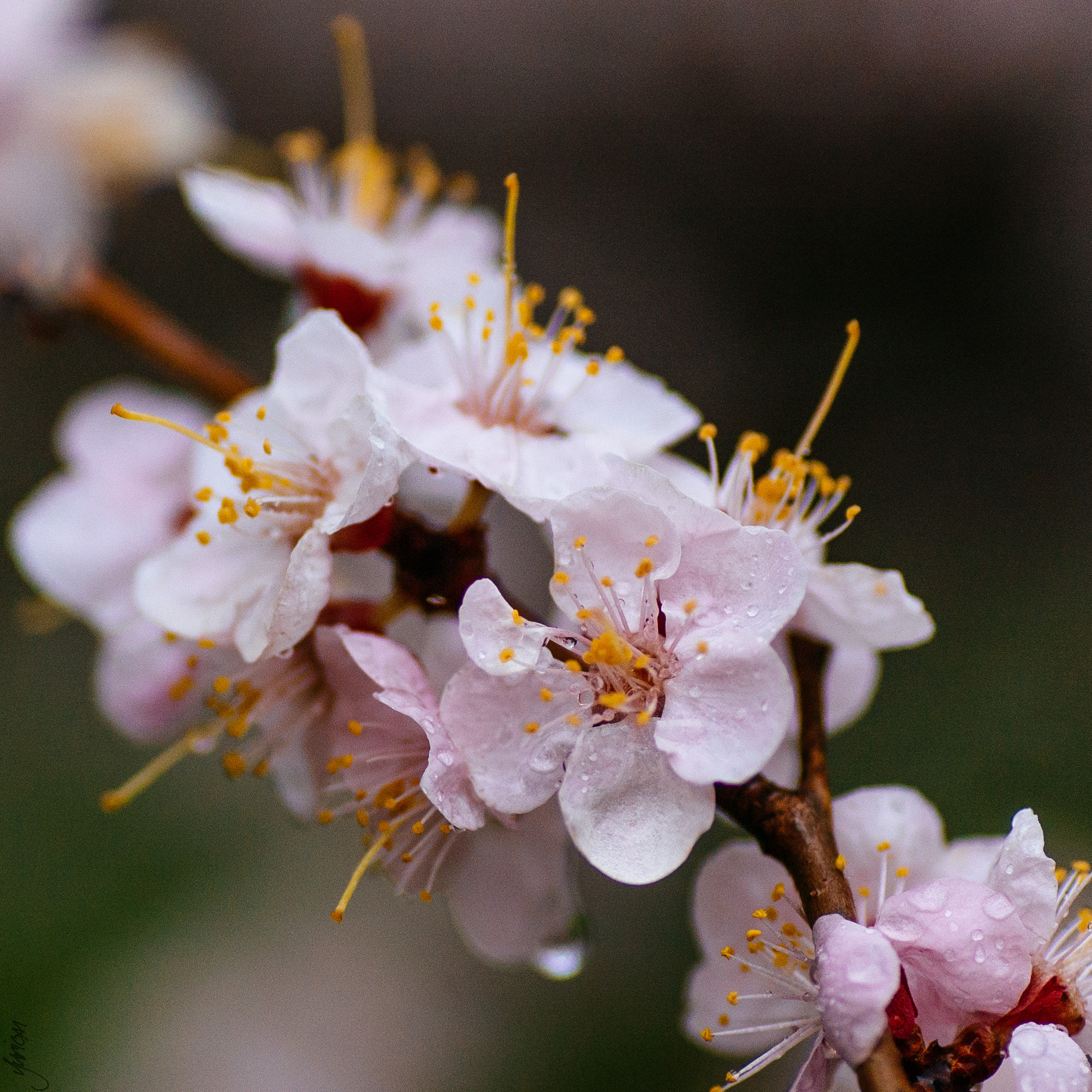 Nikon D50 sample photo. Spring 2016 photography