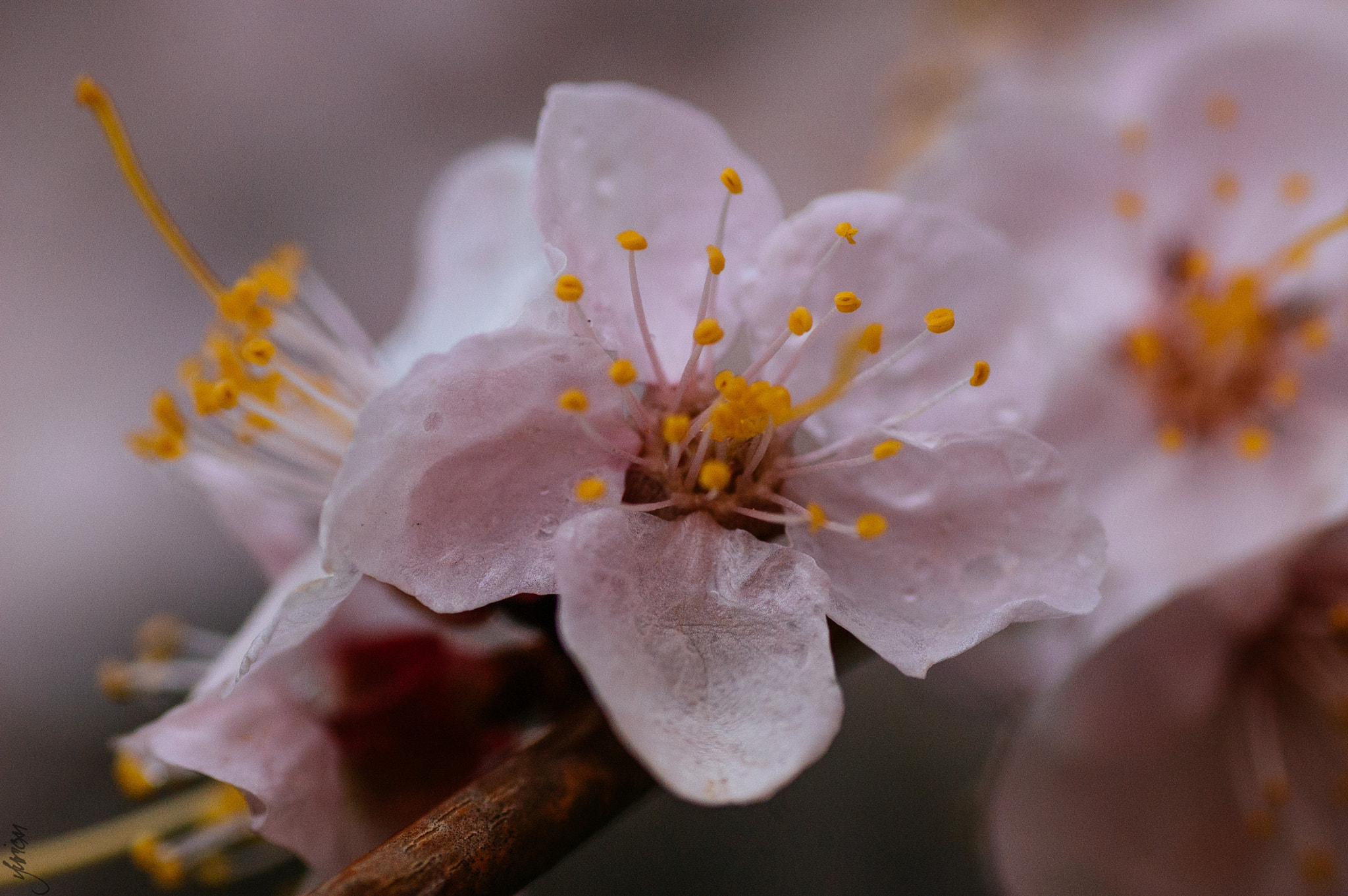 Nikon D50 sample photo. Spring 2016 photography