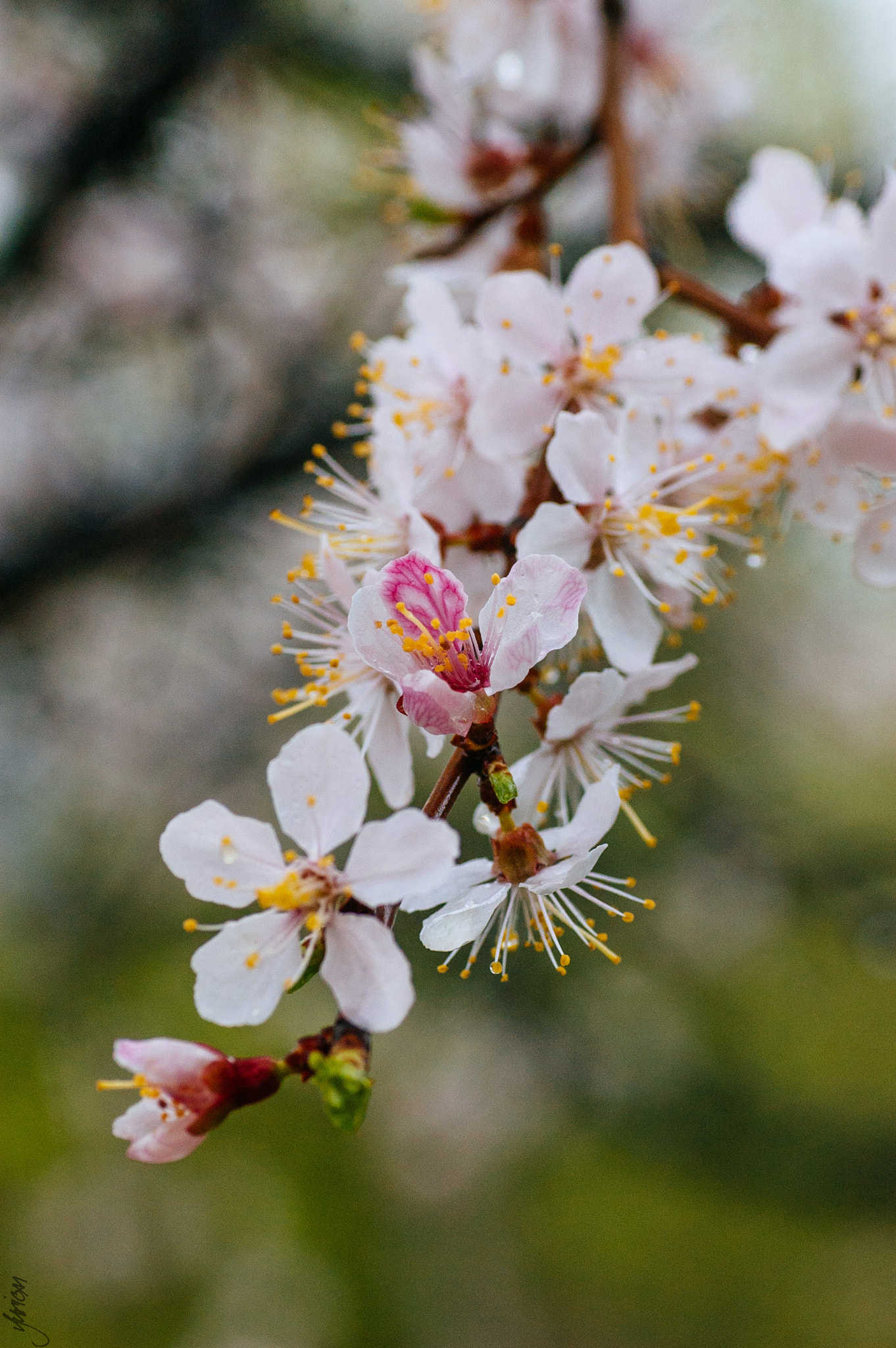Nikon D50 sample photo. Spring 2016 photography