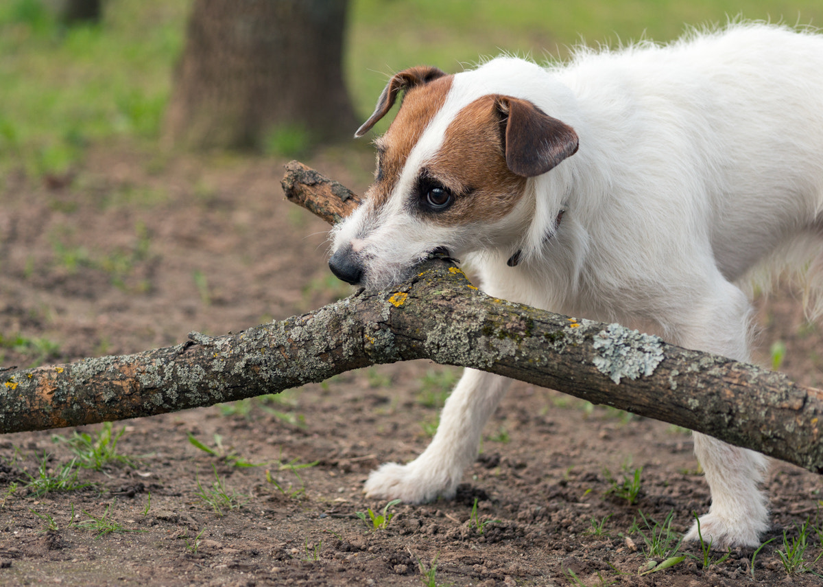 Sony Alpha NEX-5R + E 60mm F2.8 sample photo. Terrier photography