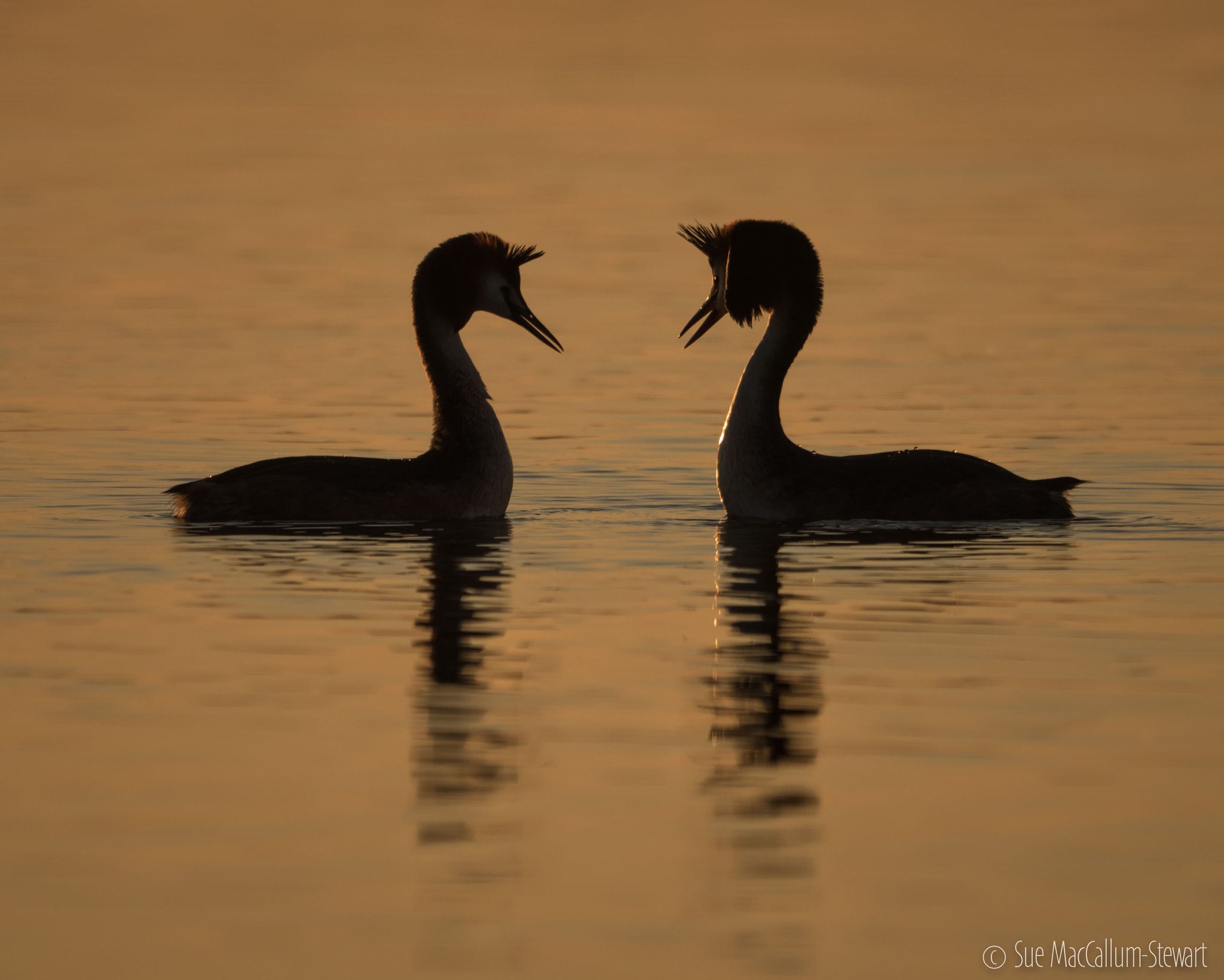 Olympus OM-D E-M1 + M.300mm F4.0 + MC-14 sample photo. Grebes in silhouette photography