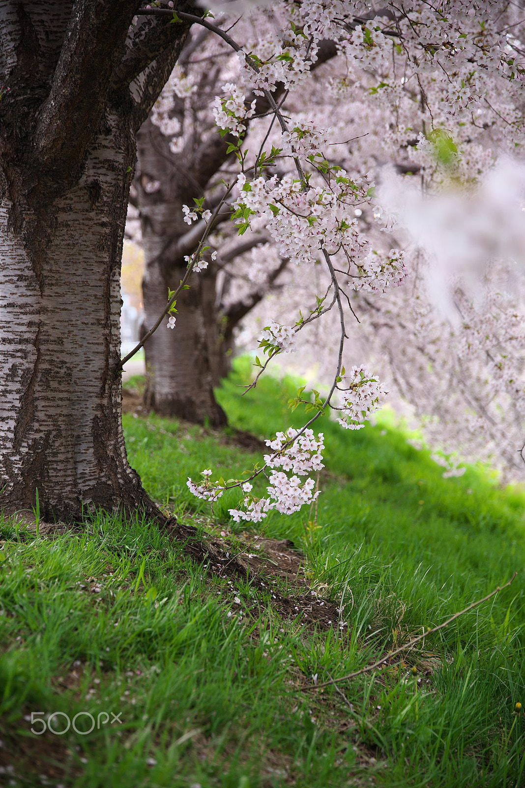 VR 24-105mm F/4.0 G sample photo. Symbol of spring in japan photography