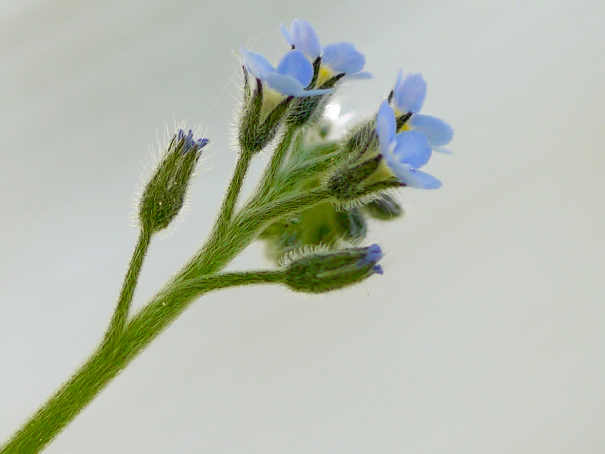 Panasonic Lumix G Macro 30mm F2.8 ASPH Mega OIS sample photo. Myosotis sauvage photography