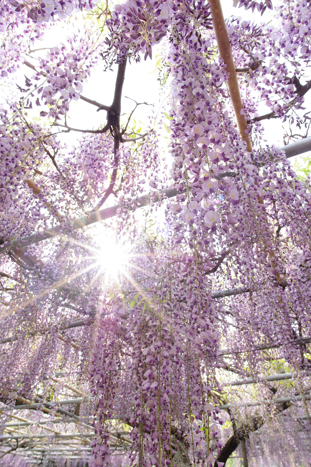 Nikon D3S + Nikon AF-S Nikkor 20mm F1.8G ED sample photo. Sunlight photography