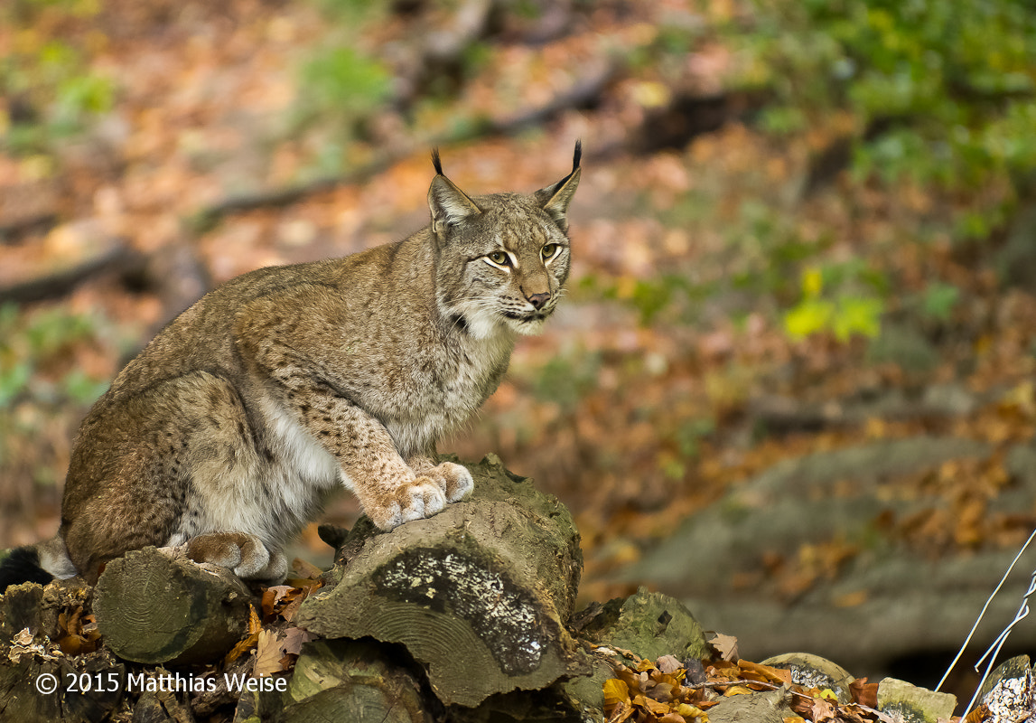 Pentax K-5 sample photo. Nordluchs photography