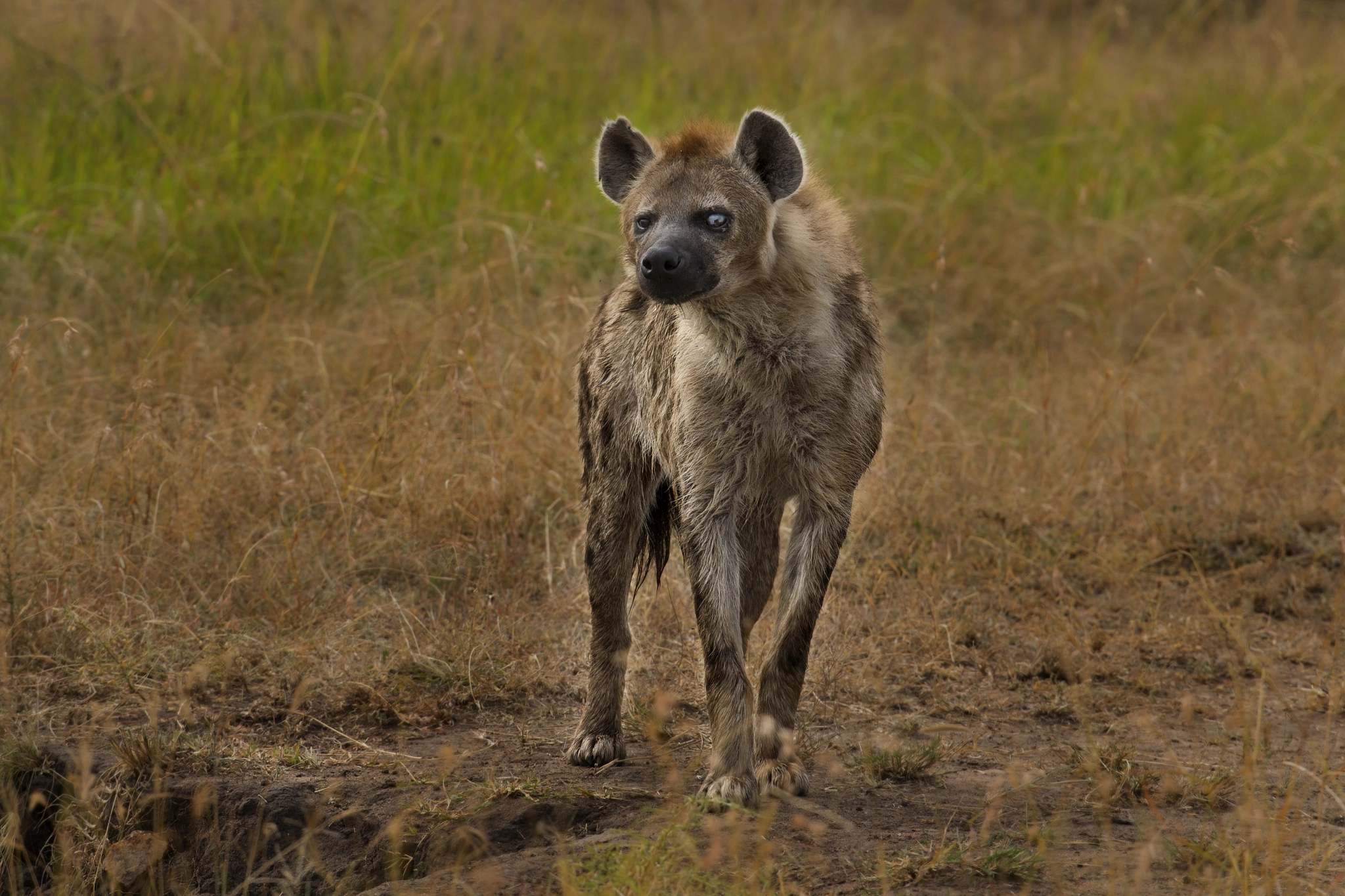 Canon EOS-1D X + Canon EF 400mm F2.8L IS USM sample photo. 1/2 wet photography