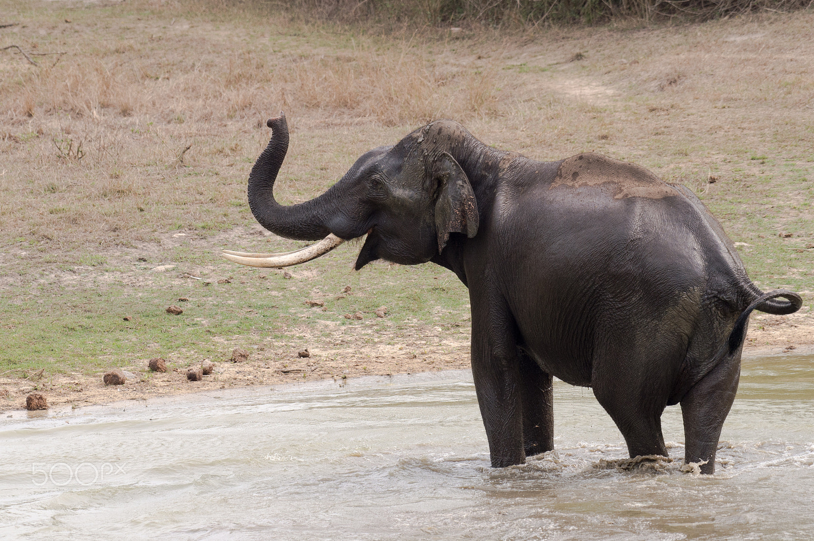 Nikon AF-S Nikkor 200-500mm F5.6E ED VR sample photo. Tusker photography
