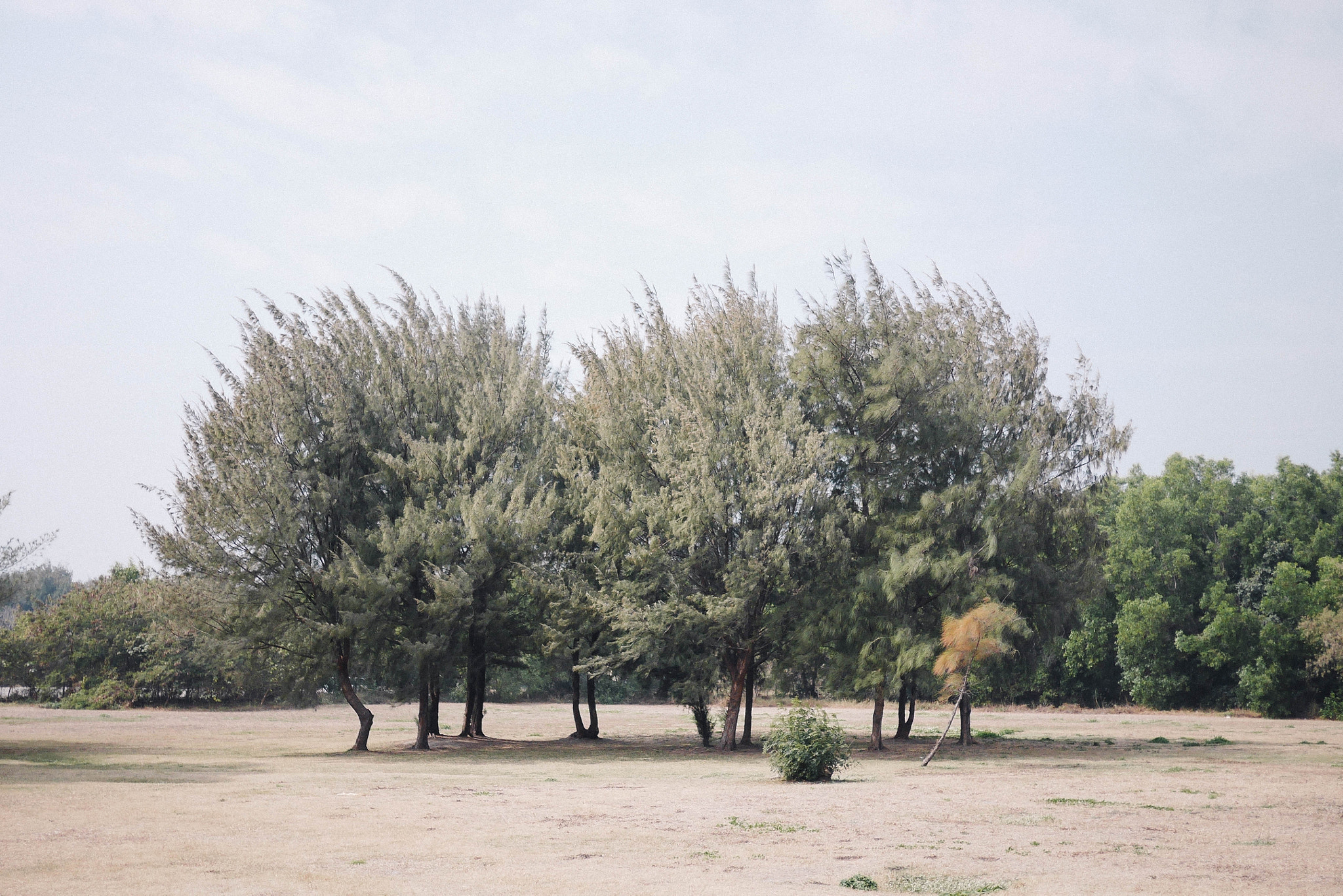 Panasonic Lumix DMC-GM1 + LUMIX G 20/F1.7 II sample photo. The tree photography