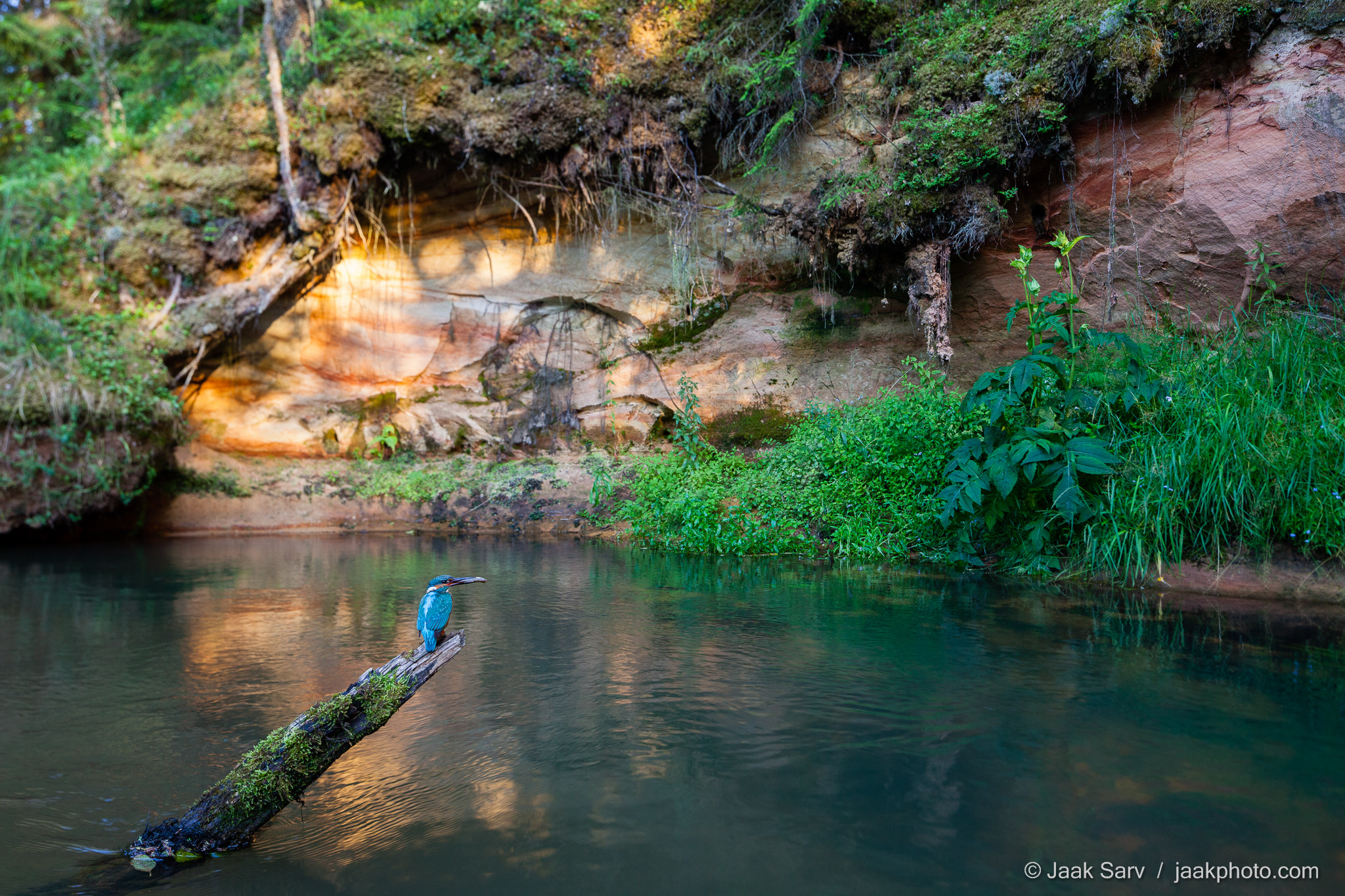 Canon TS-E 24.0mm f/3.5 L II sample photo. Kingfisher's home photography