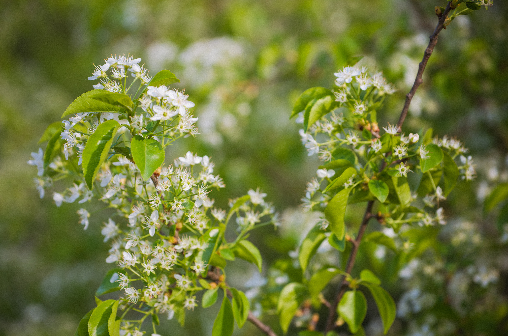 Pentax K-5 IIs sample photo. Признаки весны photography