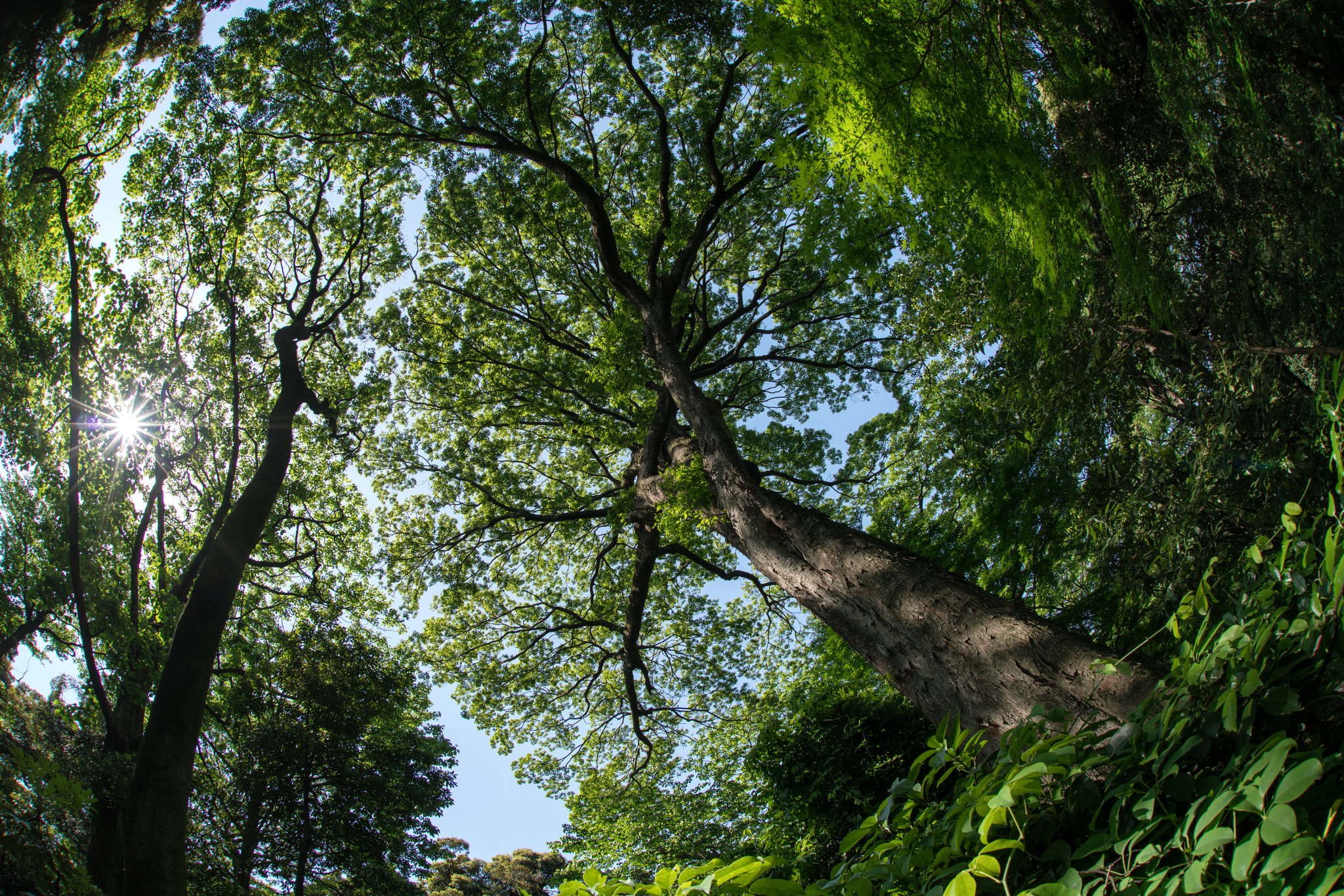 15mm F2.8 sample photo. Walking in the park photography