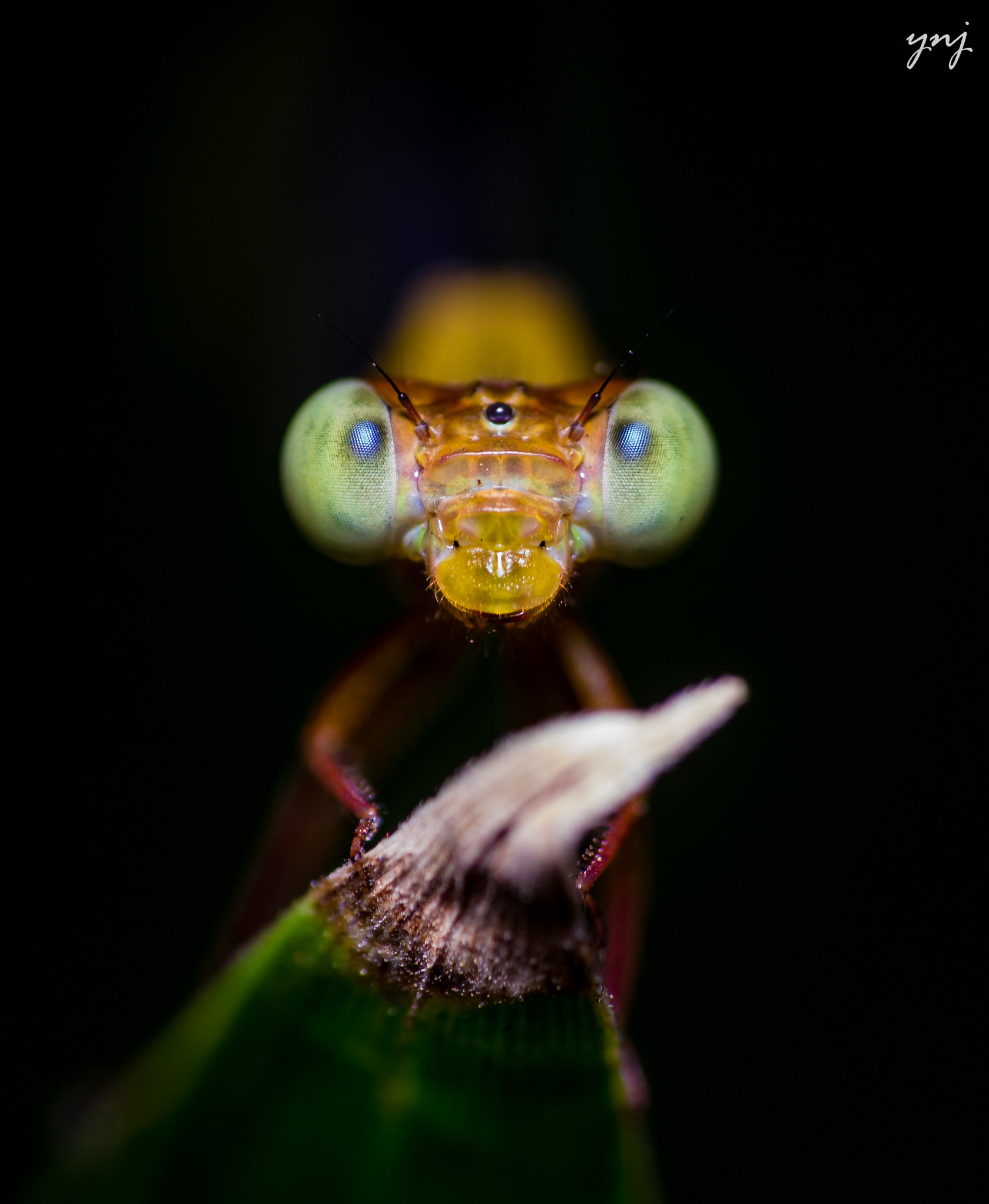 Sigma 70-300mm F4-5.6 APO DG Macro sample photo. Damselfly (cute or scary you decide) photography