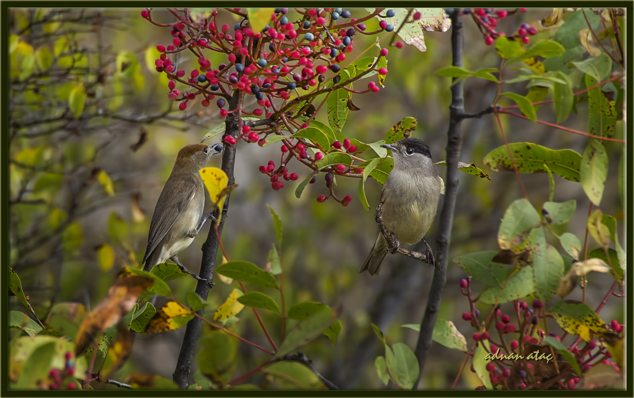 Sigma 50-500mm F4.5-6.3 DG OS HSM sample photo. Karabaşlı ötleğen - sylvia atricapilla - photography