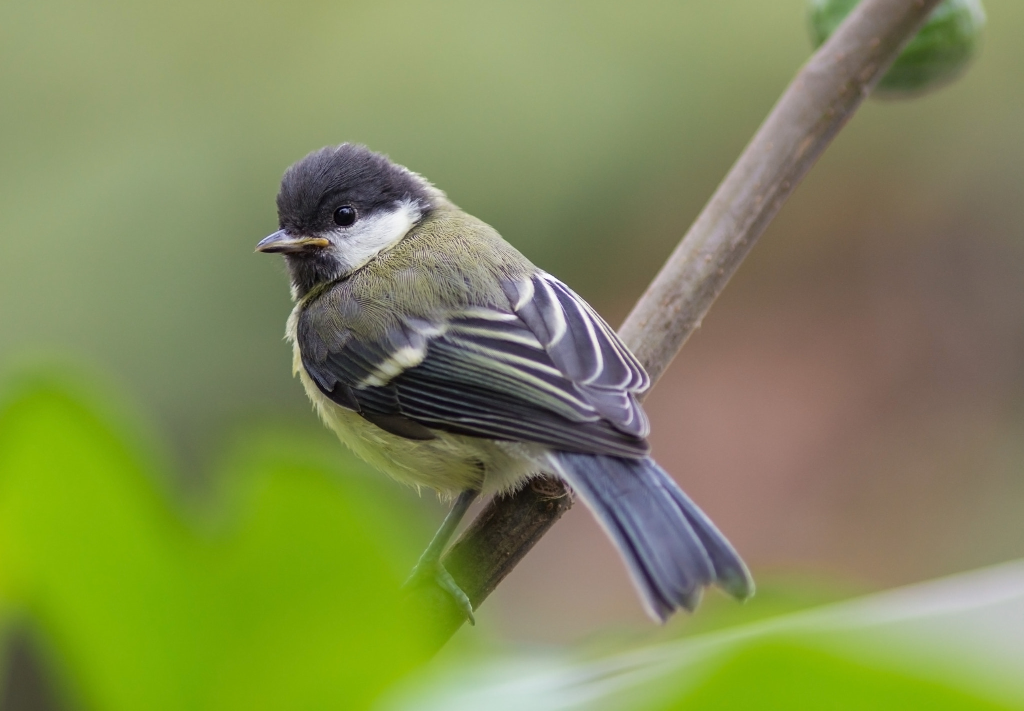 Canon EOS 700D (EOS Rebel T5i / EOS Kiss X7i) + Canon EF 200mm F2.8L II USM sample photo. Little friend learns photography