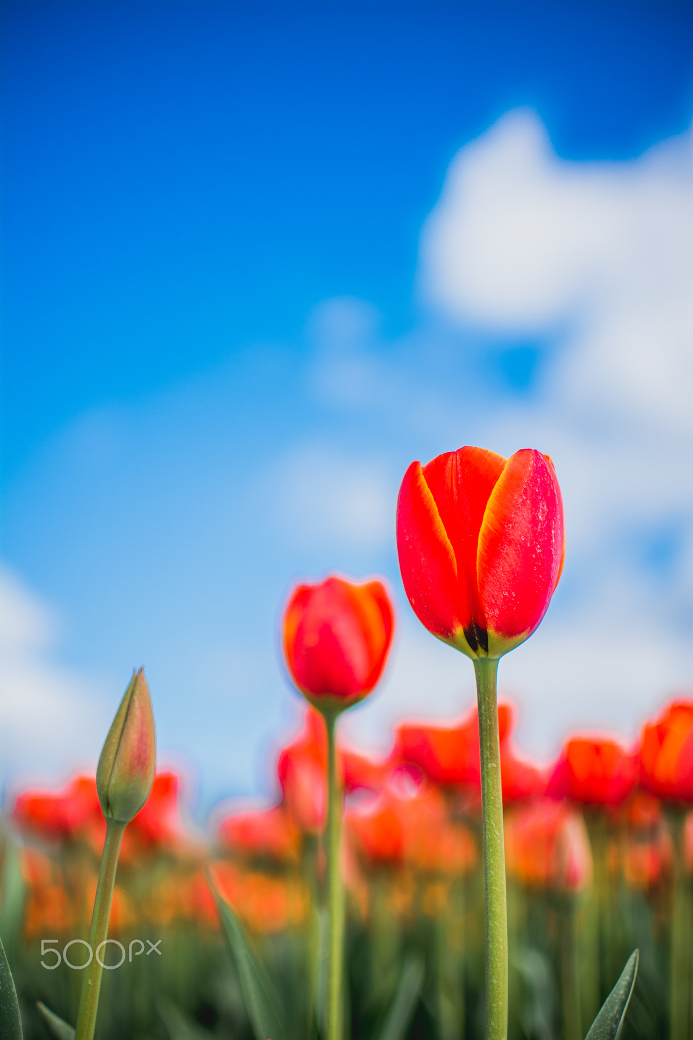 Dronten Tulip fields